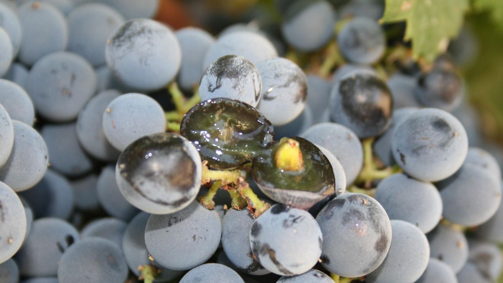 Uvas de la varietal Tintilla de Rota, con la única semilla en su interior que la diferencia de la Graciano. Uvas de la varietal Tintilla de Rota, con la única semilla en su interior que la diferencia de la Graciano.