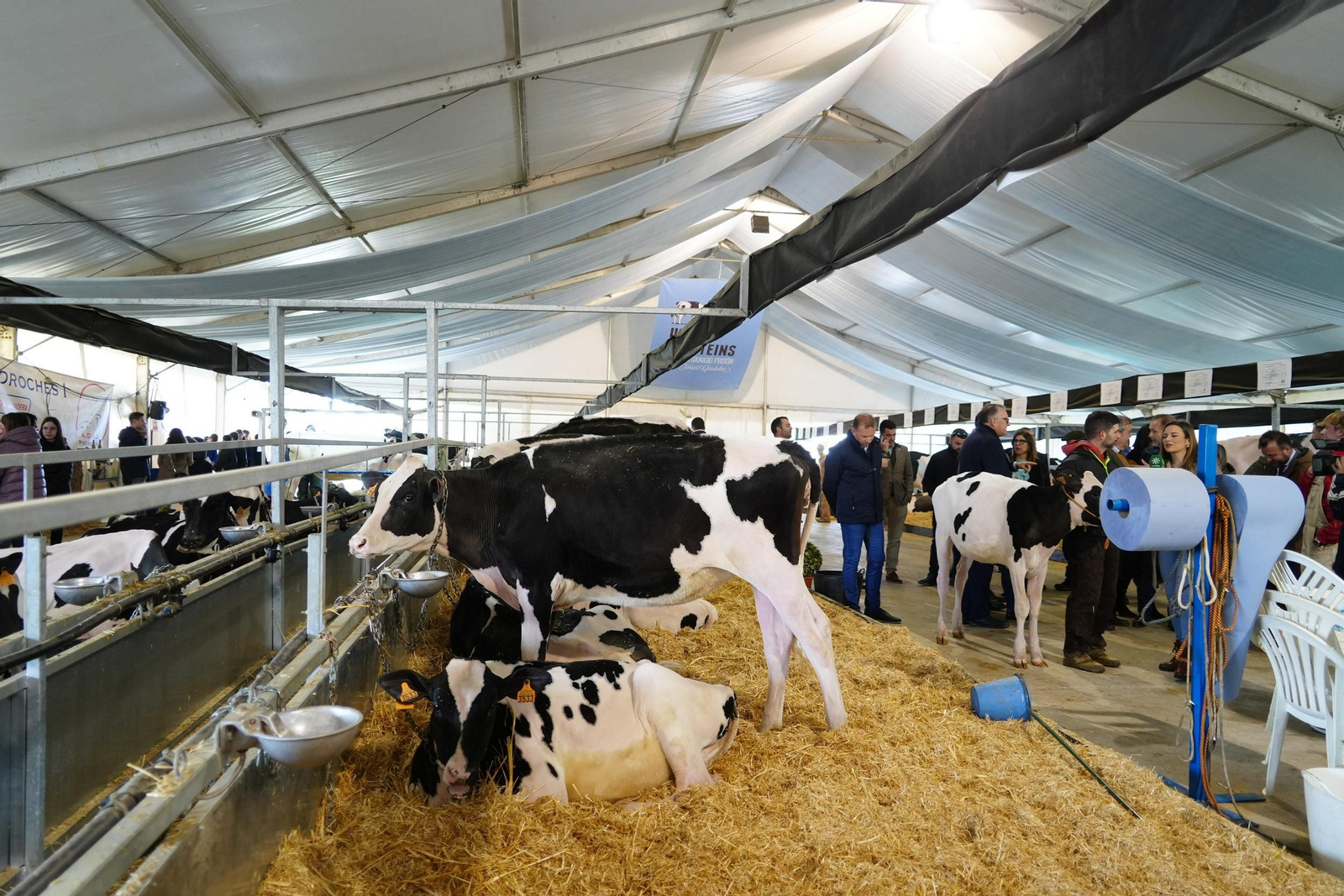 Un paseo en imágenes por la XVI Feria de Ganado Frisón Usías Holsteins de Dos Torres