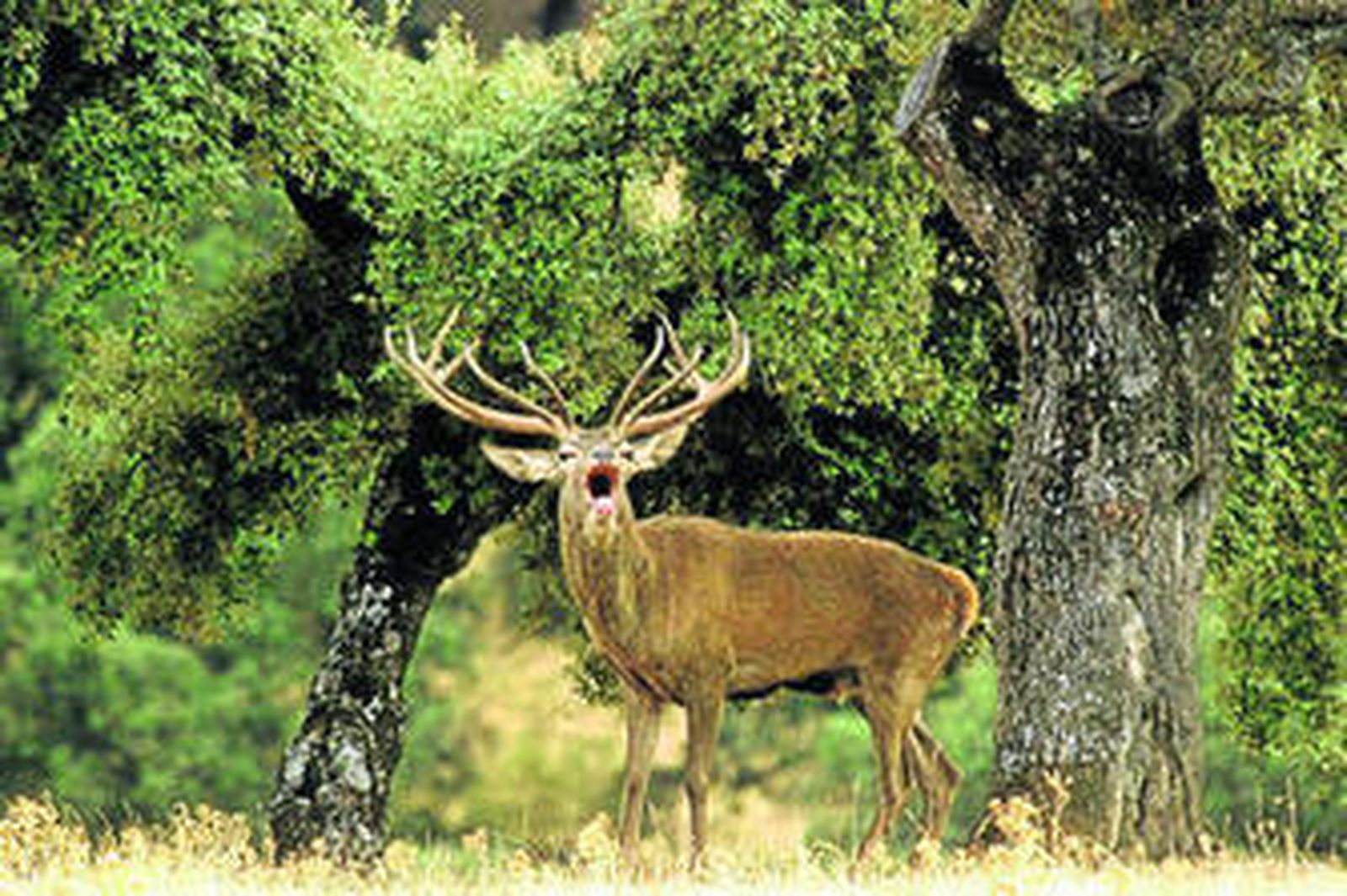 Imagen facilitada por la Diputación Provincial de Cádiz, tomada en el Parque Natural de los Alcornocales.