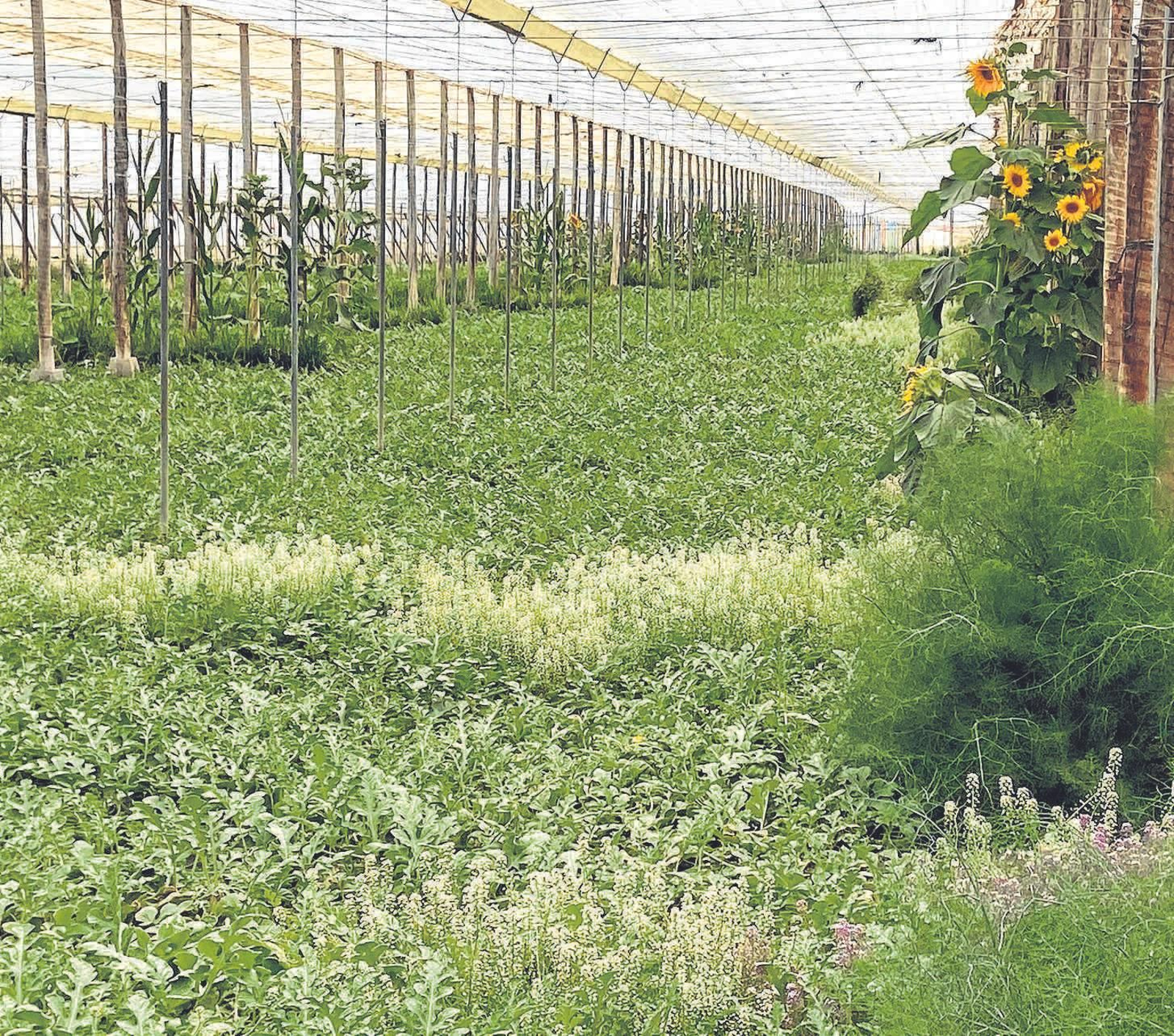 Finca demostrativa. Finca demostrativa.