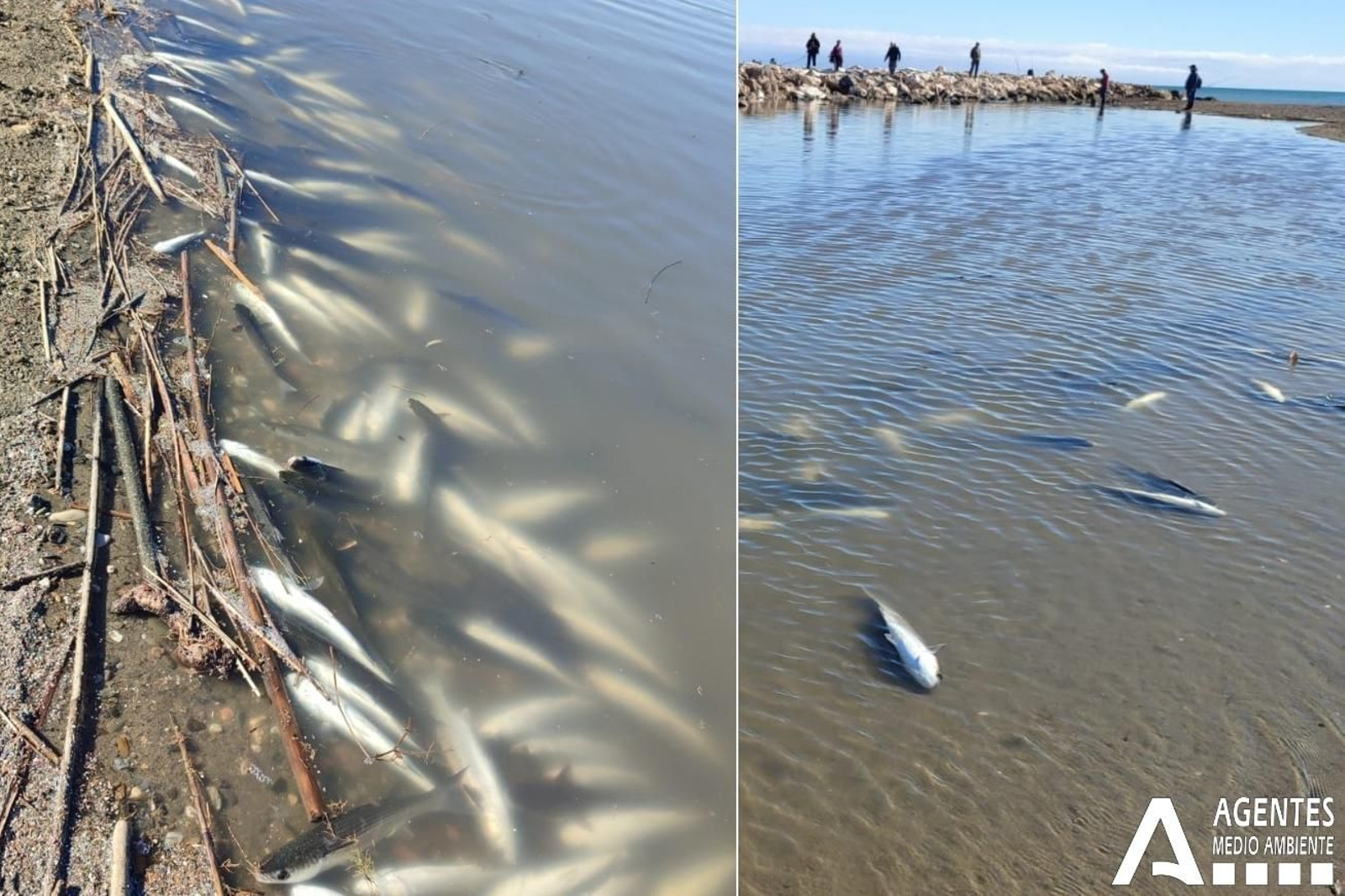Cientos de peces muertos aparecen en la desembocadura del río Guadalhorce Cientos de peces muertos aparecen en la desembocadura del río Guadalhorce