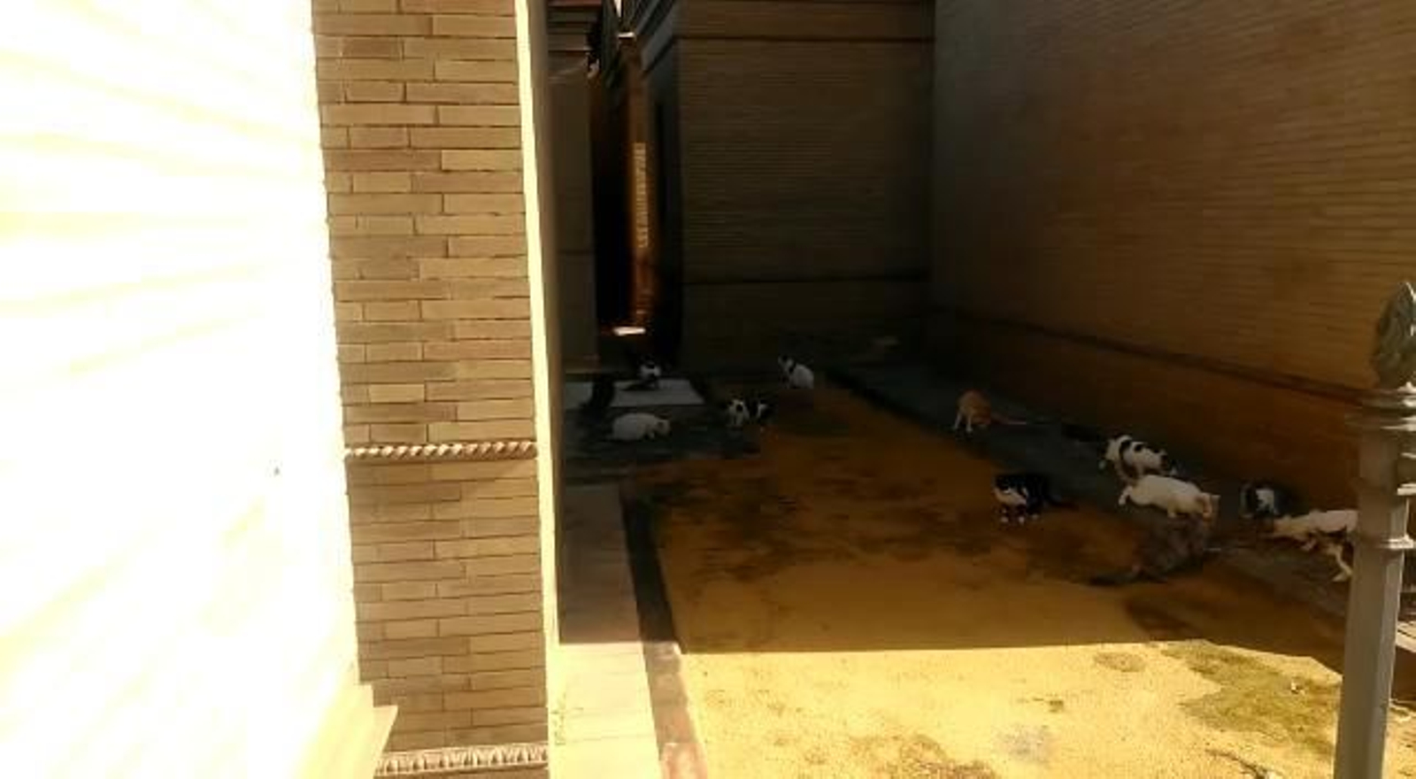 Gatos Sevilla coronavirus