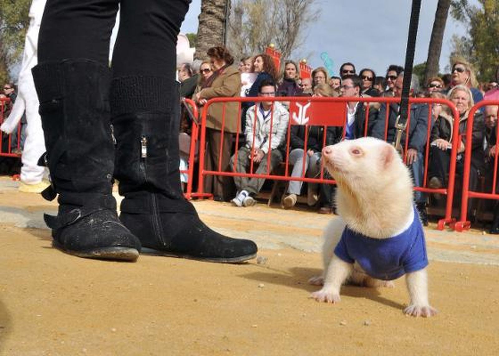 El parque González Hontoria acoge un año más la festividad de San Antón en el que los perros protagonizan la celebración pues de los 800 animales inscritos 600 eran canes.

Foto: Manu Garcia