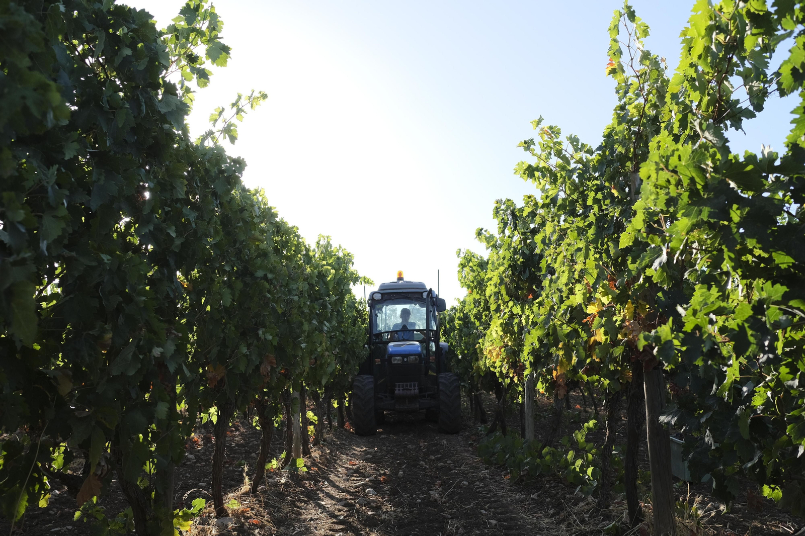 La vendimia de la Serranía de Ronda, en fotos.