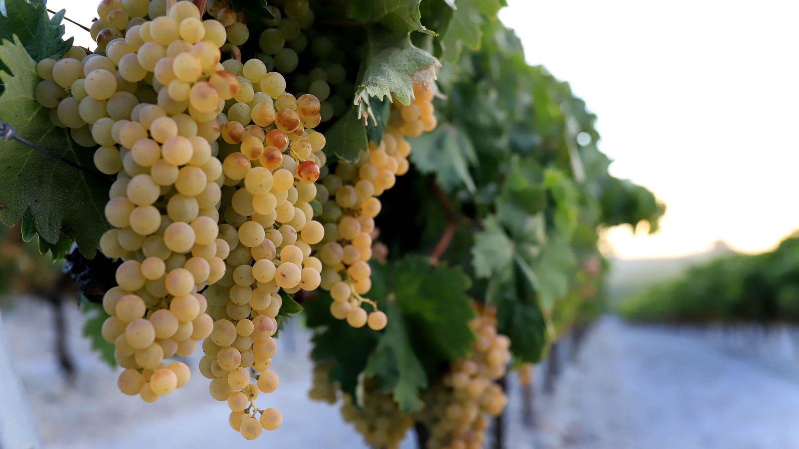 Comienza la vendimia nocturna en la Viña Montegilillo de Lustau