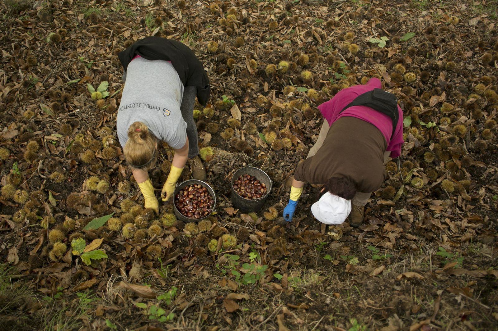 Temporada de castañas en el Valle del Genal