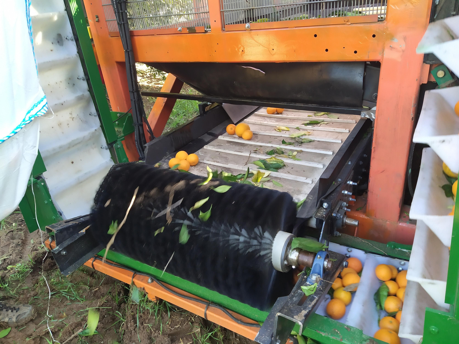 El prototipo de recolección mecanizada, en plena acción con la selección de las naranjas.