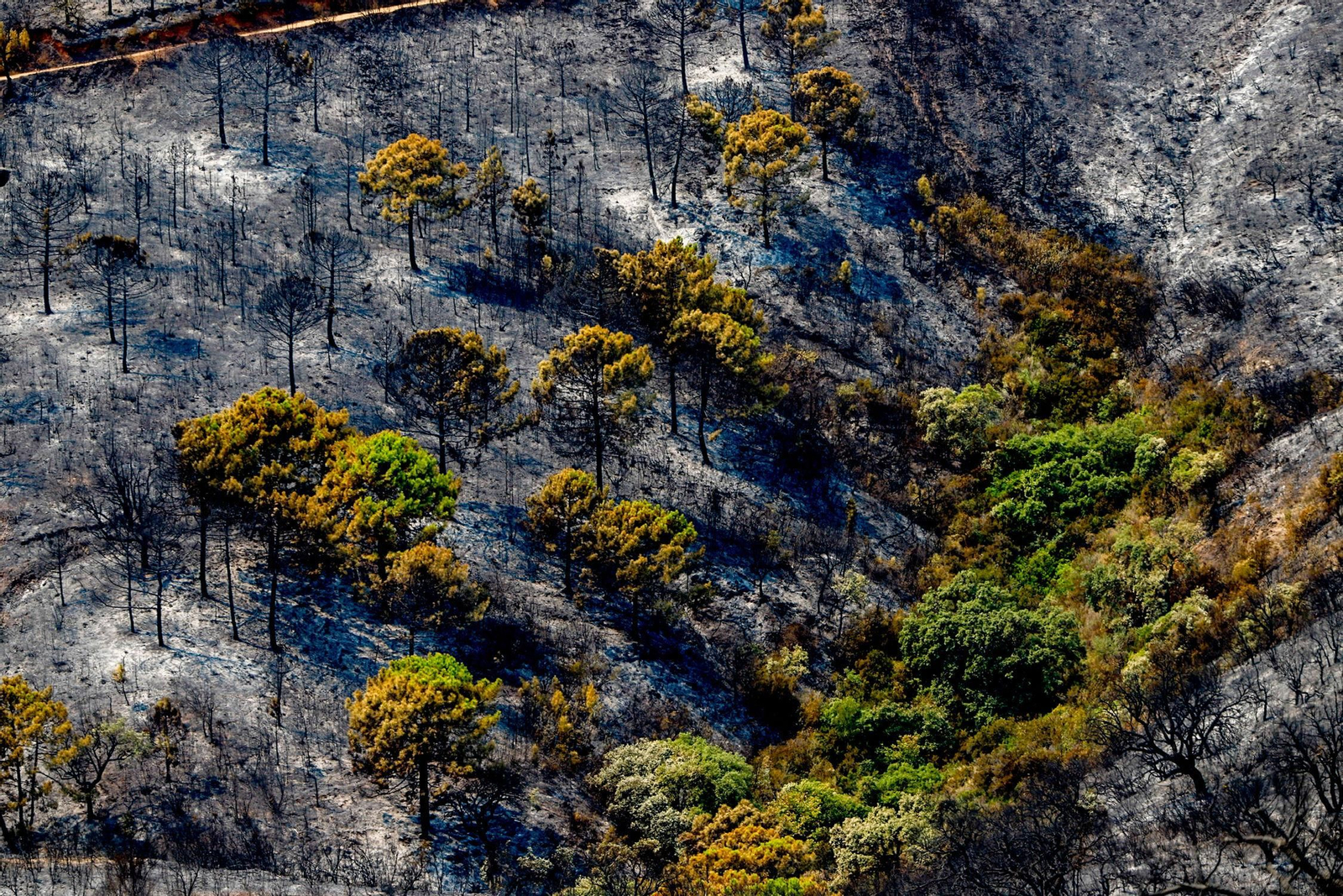 Paraje calcinado por el fuego en Sierra Bermeja. Paraje calcinado por el fuego en Sierra Bermeja.