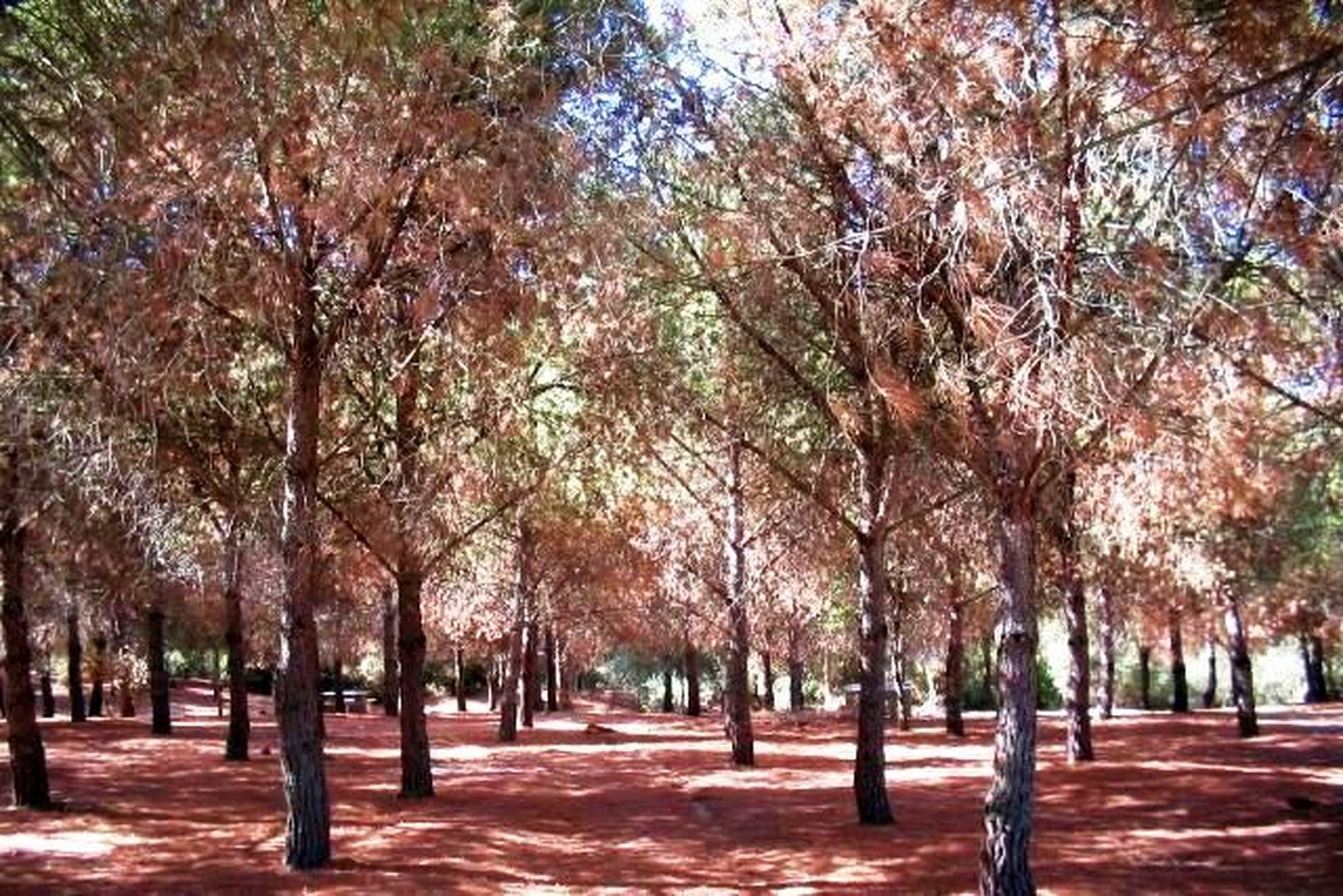 Senderos.... por ejemplo, La Suara