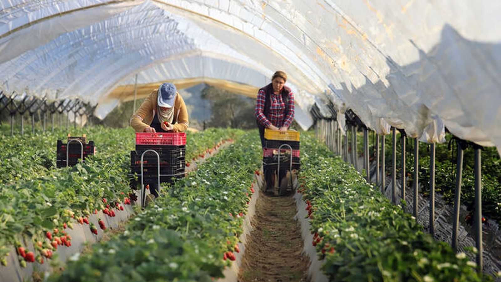 Dos temporeras en una plantación de fresa del Condado onubense