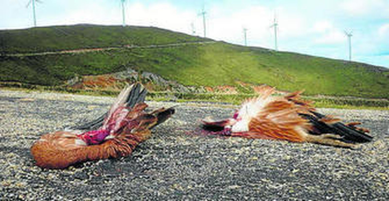 Dos ejemplares de buitre leonado sobrevuelan el parque eólico.