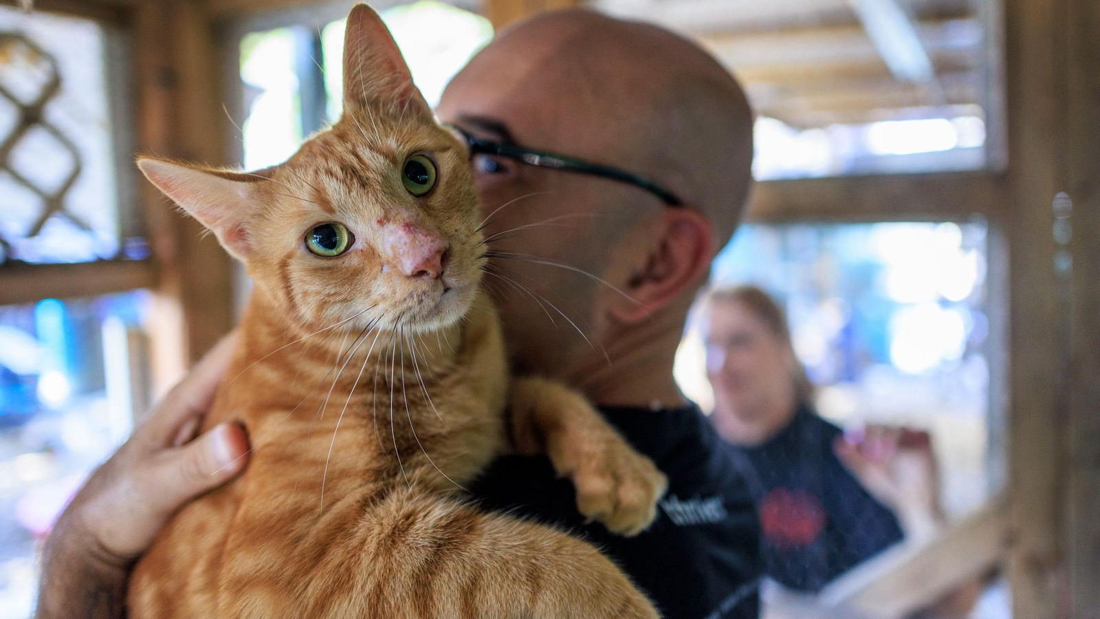 Un voluntario sostiene a un gato en una imagen de archivo
