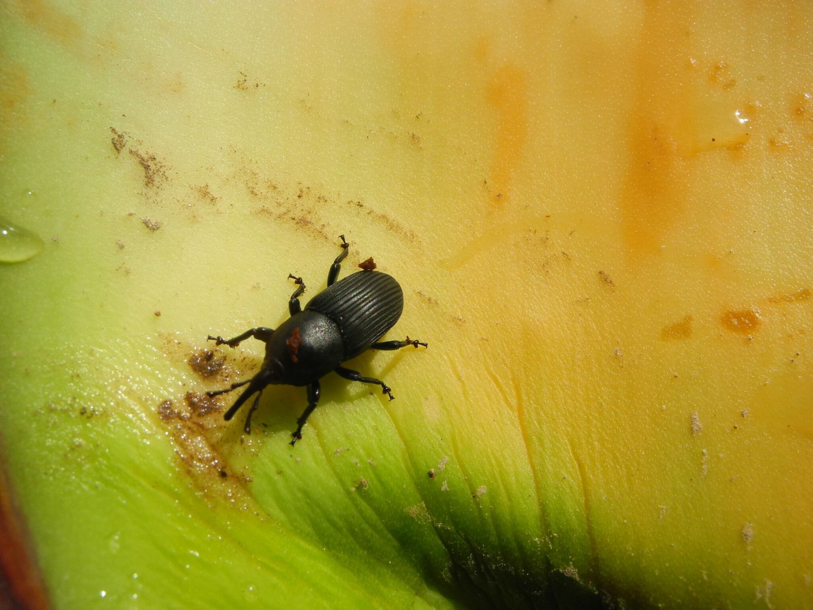 Un ejemplar de picudo negro.