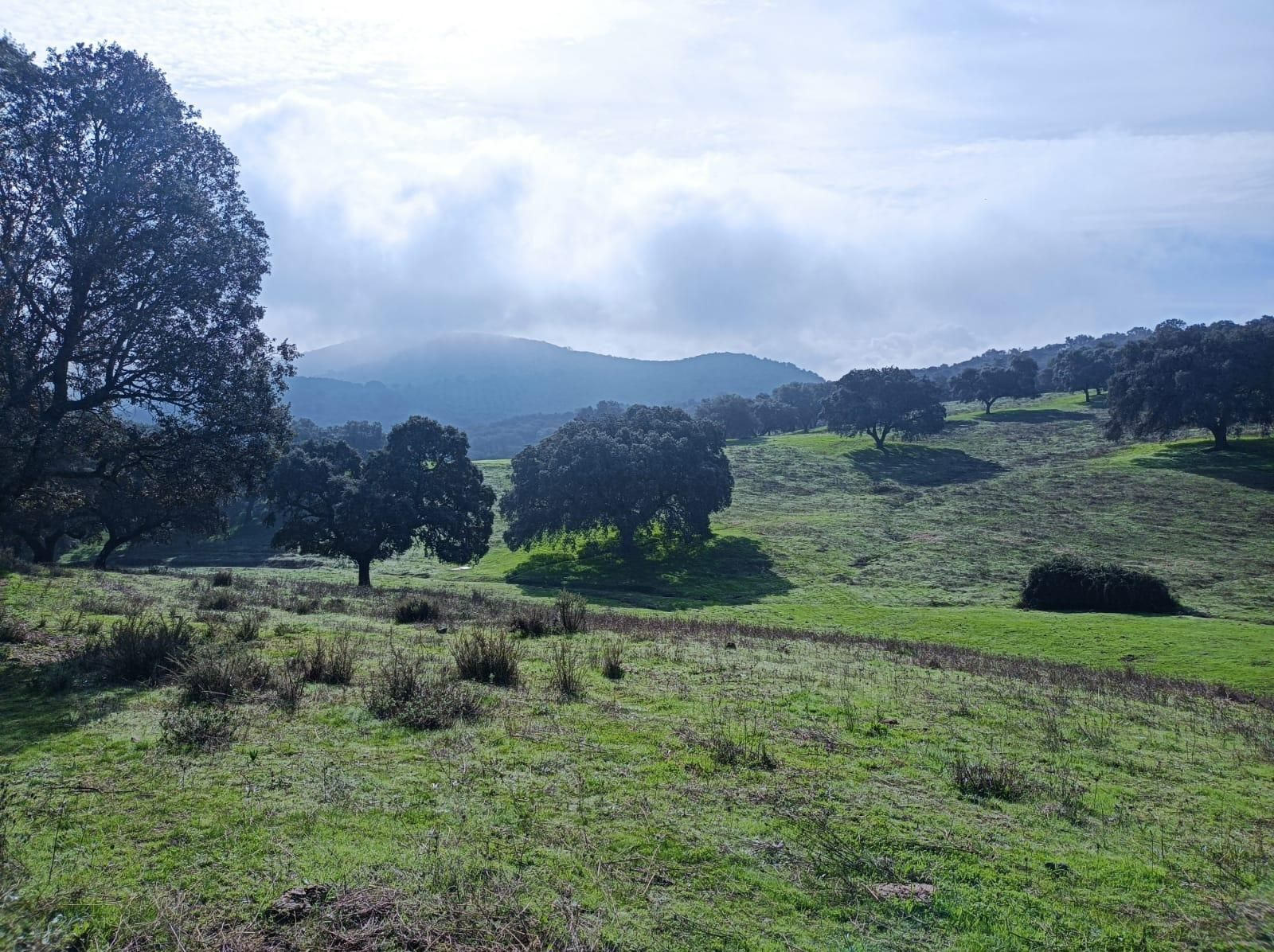 Volvemos a internarnos entra bonita dehesa.