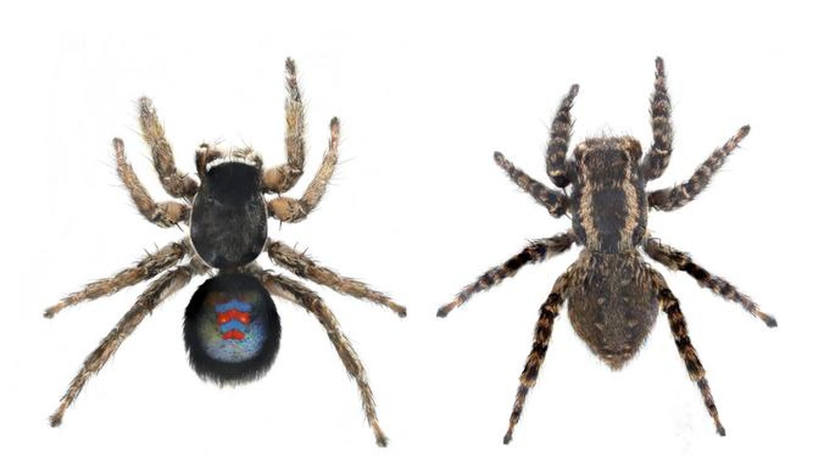 Ejemplares macho y hembra de Phlegra blaugrana.