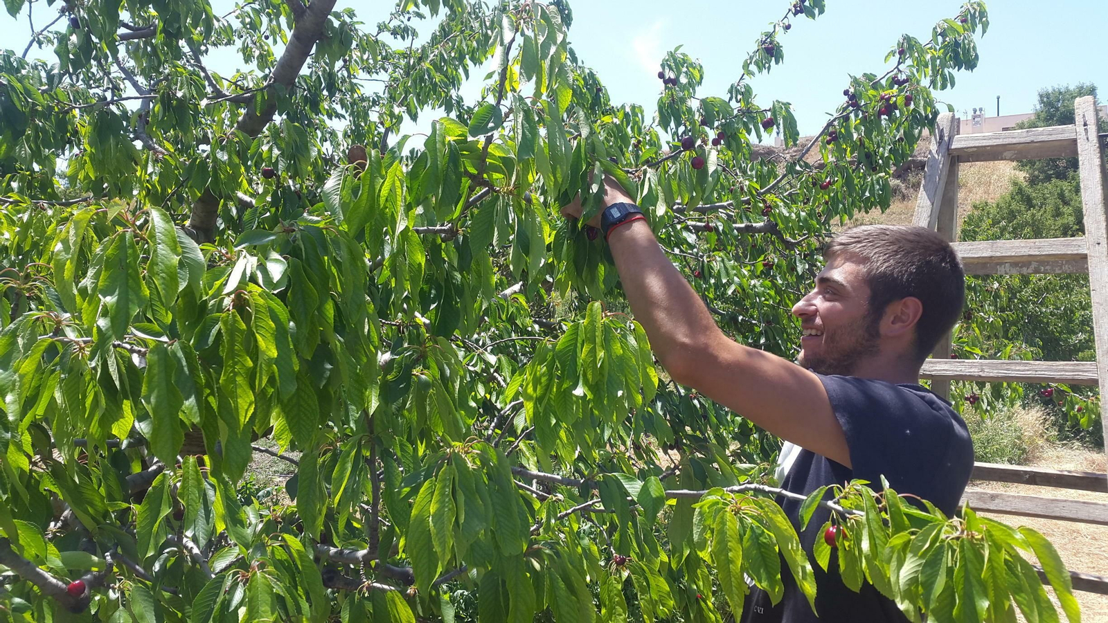 En pocas semanas comenzará a recogida de la cereza más temprana en la comarca de Nacimiento, concentrada principalmente en Abrucena y Abla.