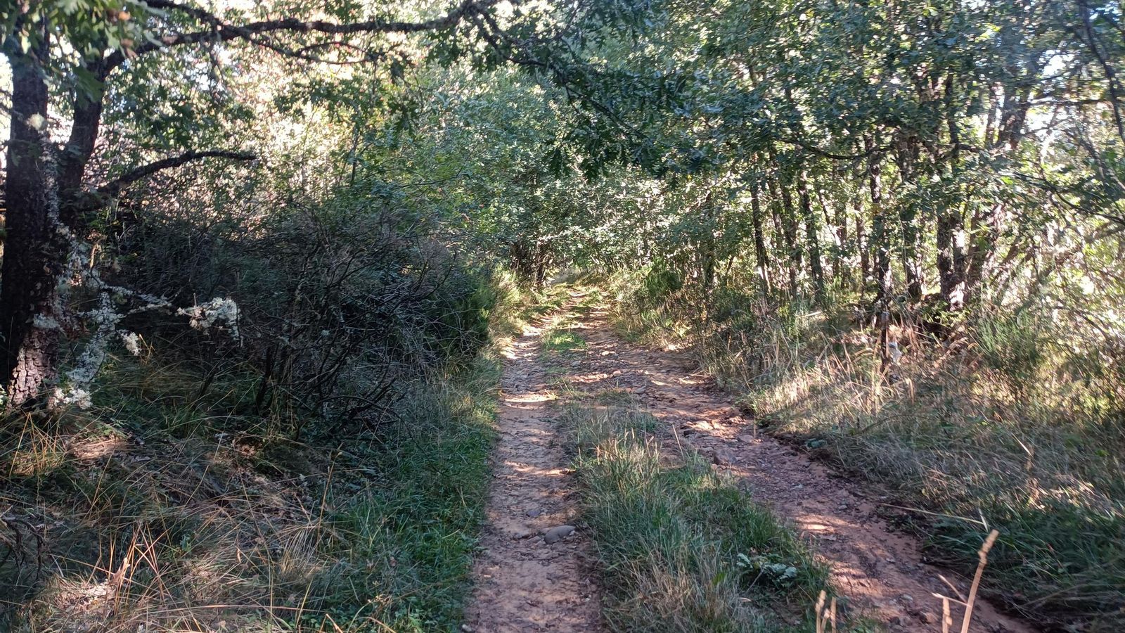 Otro bosque antes de Cegoñal.