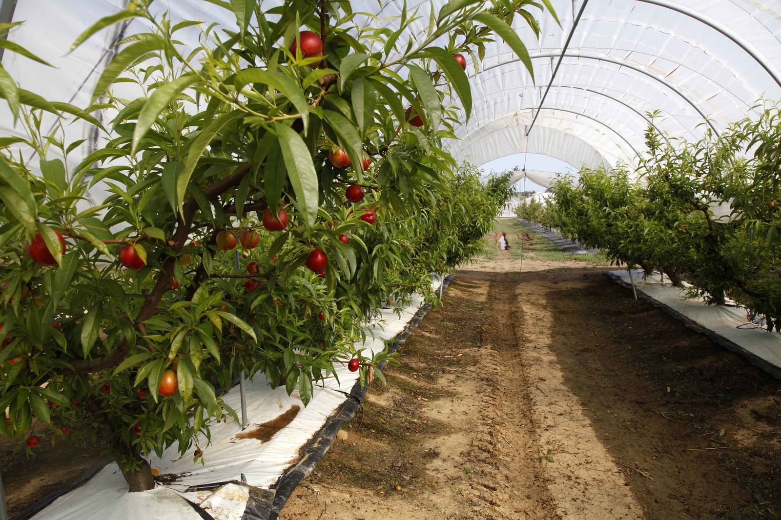 Invernadero en el término de Cartaya con algunas de las variedades tempranas de nectarinas.