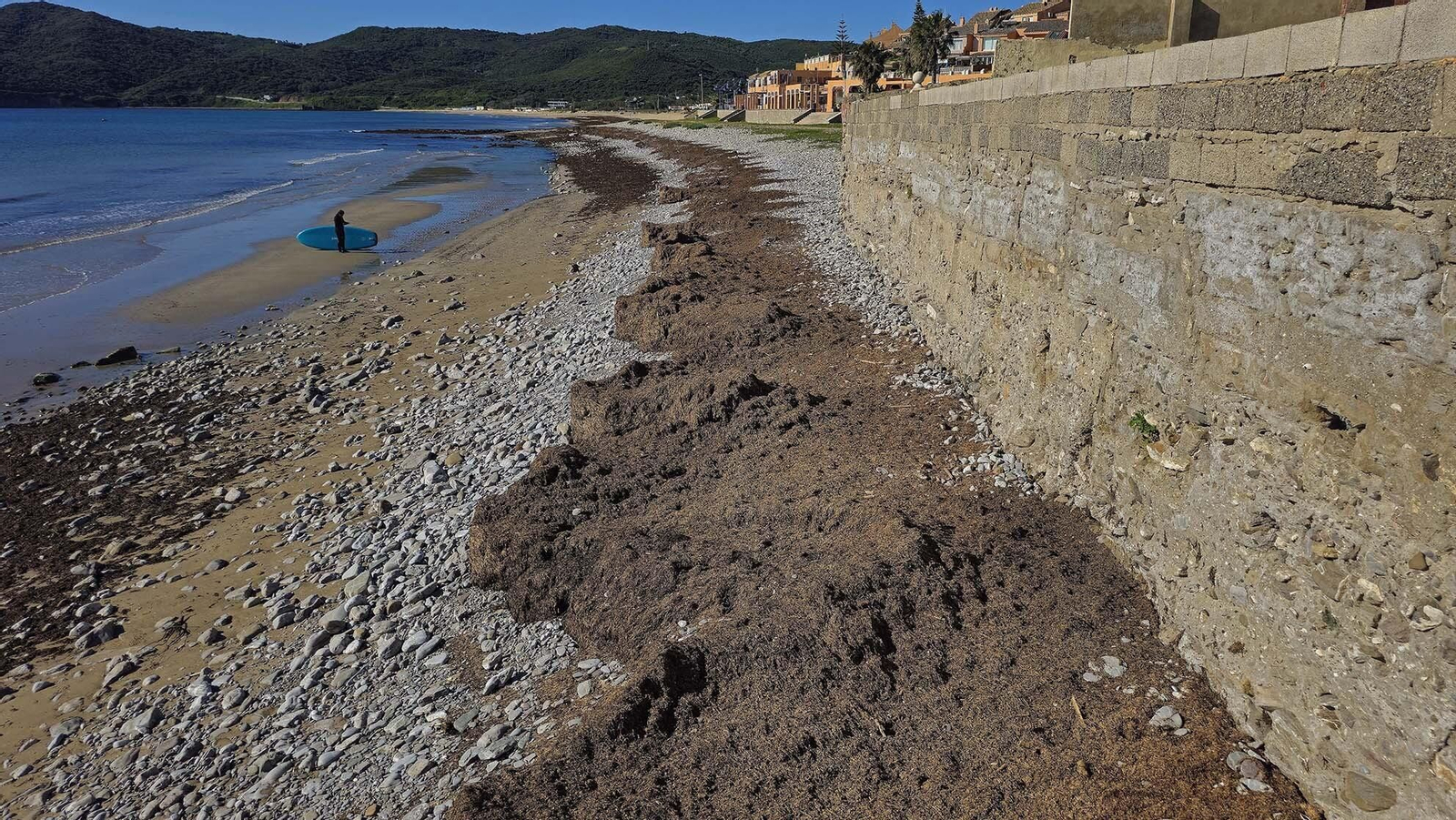 Imágenes del manto de alga parda en la playa de Getares