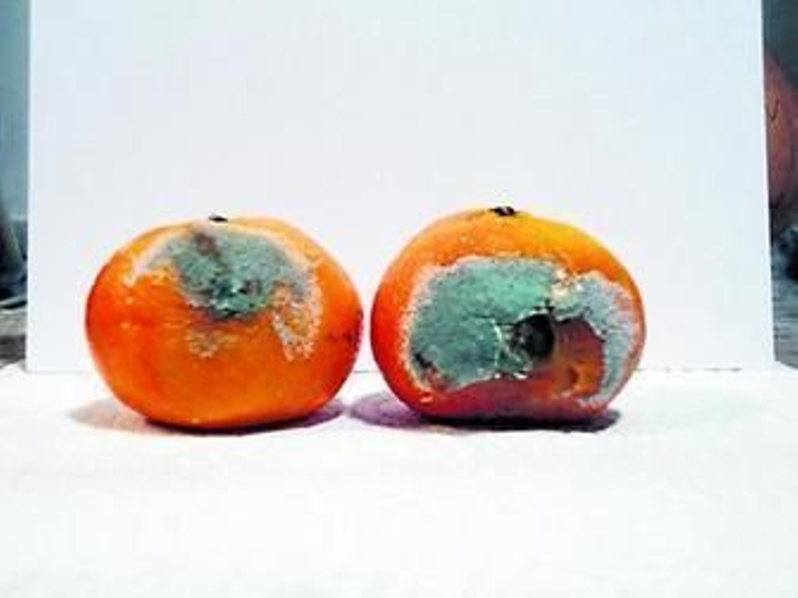 Hongos y bacterias ¿son siempre los malos de la película?