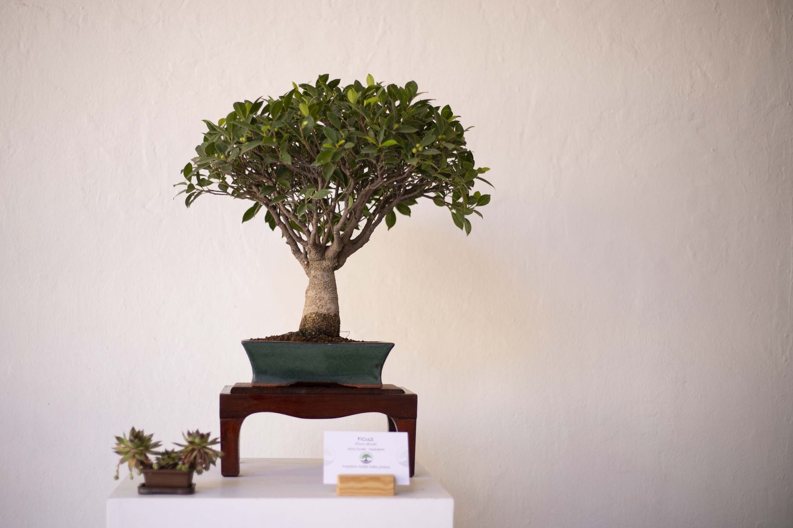 La Exposición de Bonsái de Primavera de Córdoba, en fotografías
