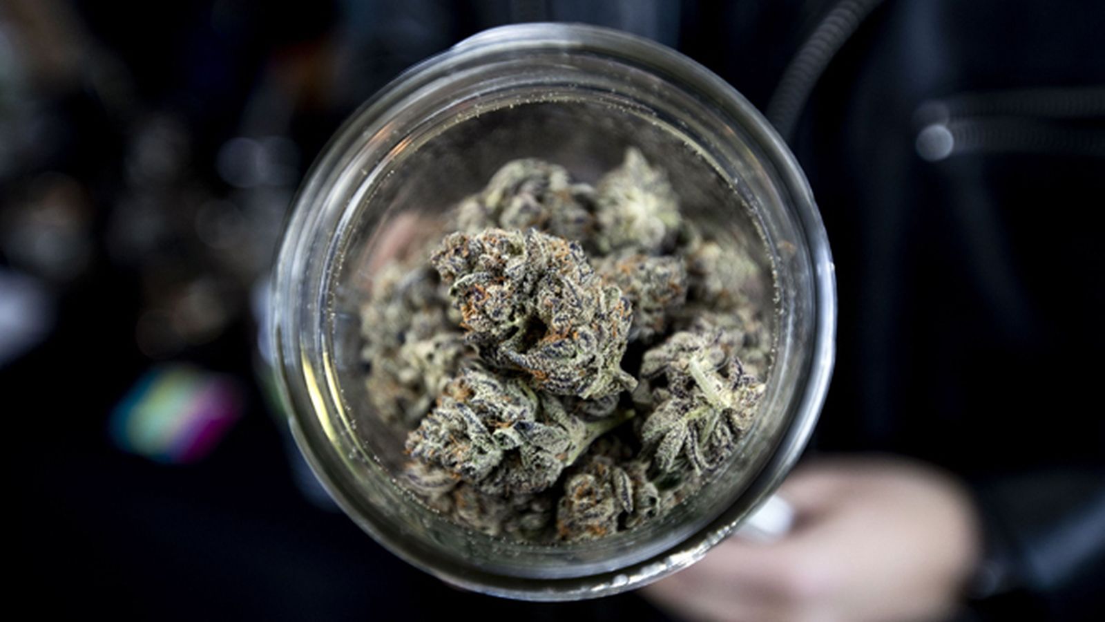 Cogollos de marihuana.