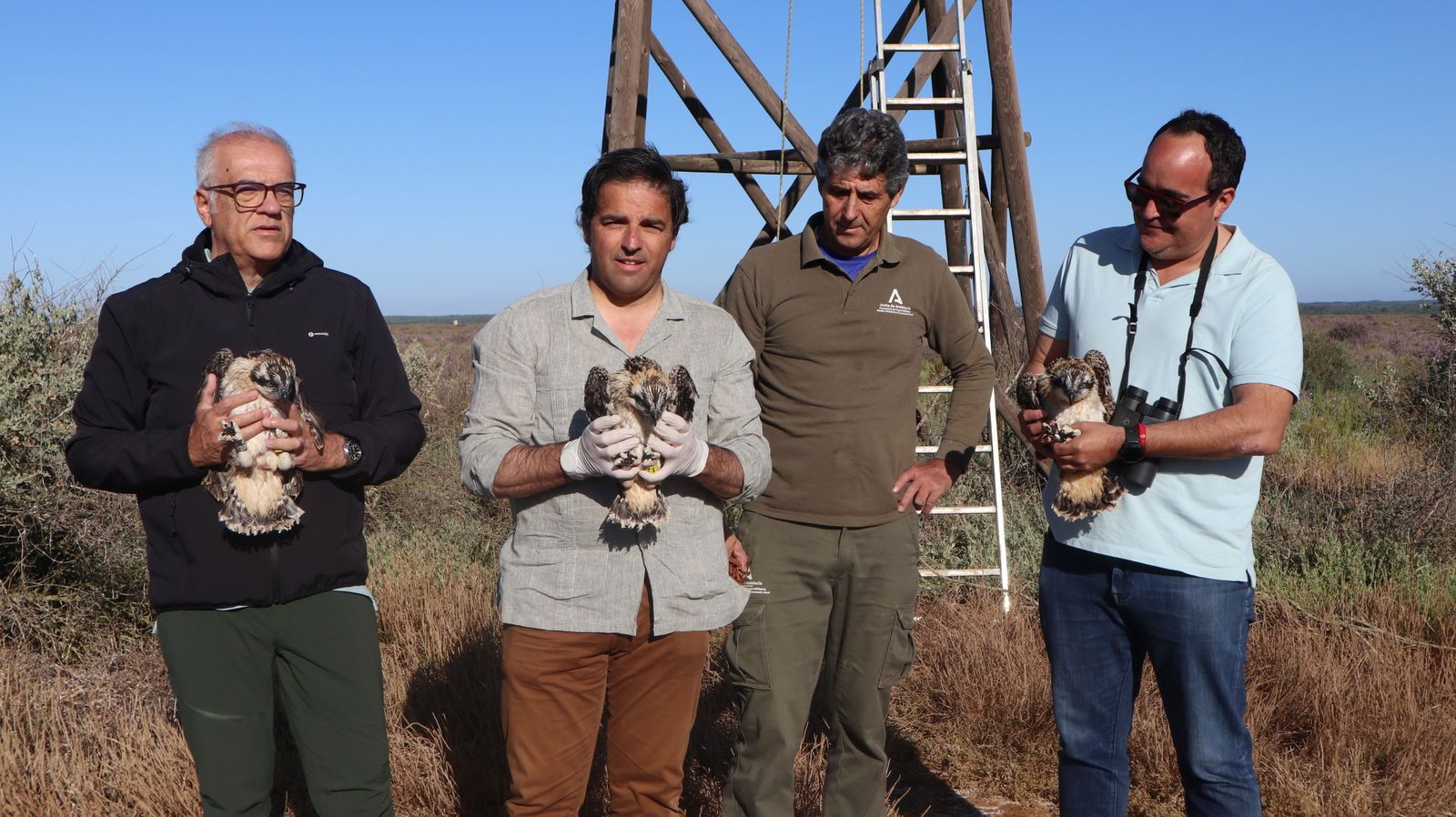 Anillamiento de tres pollos de águila pescadora nacidas en el Paraje Natural Marismas del Odiel