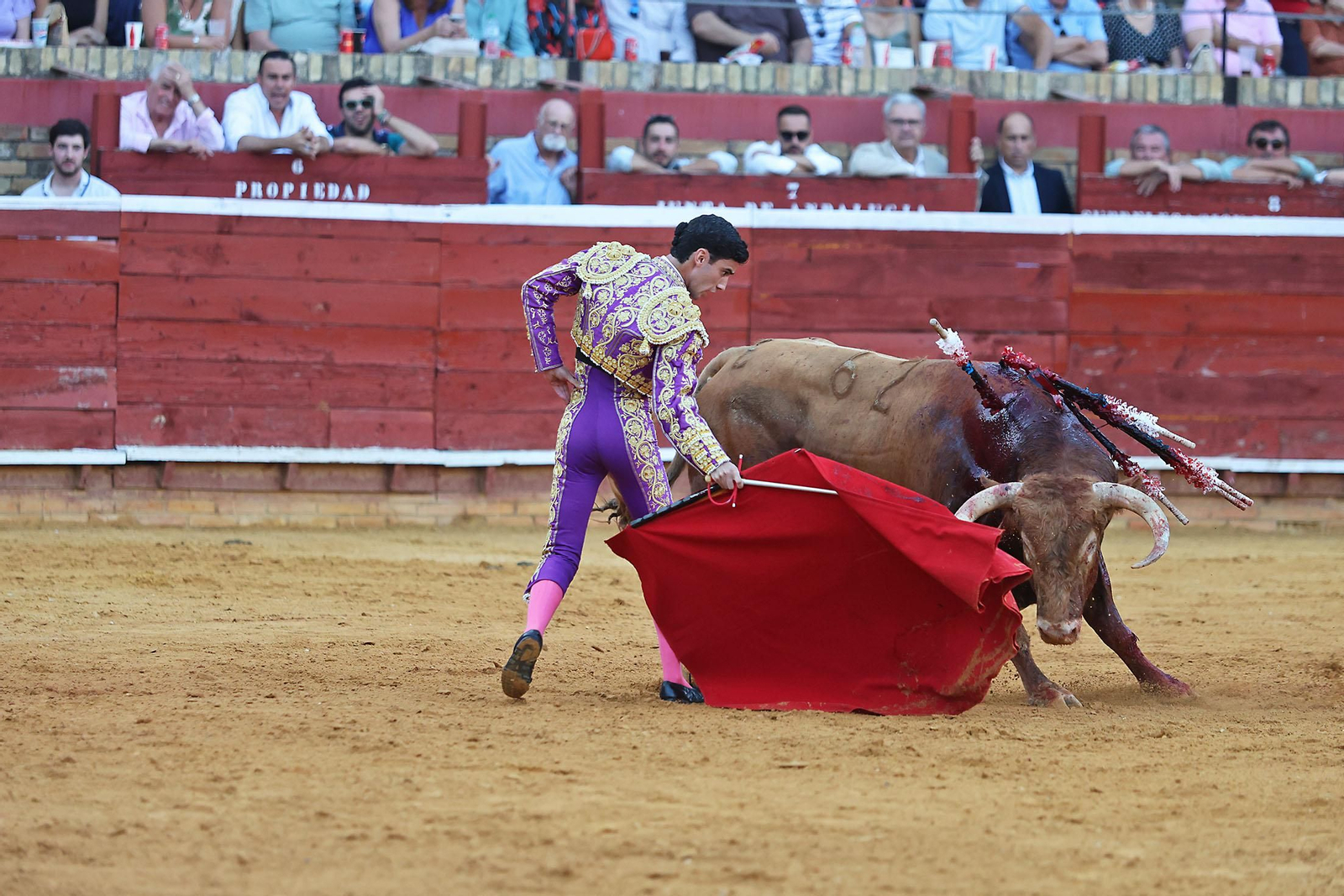 Toros La Merced 2024 Novillada con picadores(