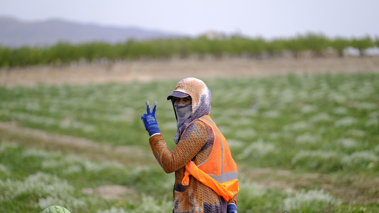 La sandía y el melón de Huércal Overa, manjares en imágenes