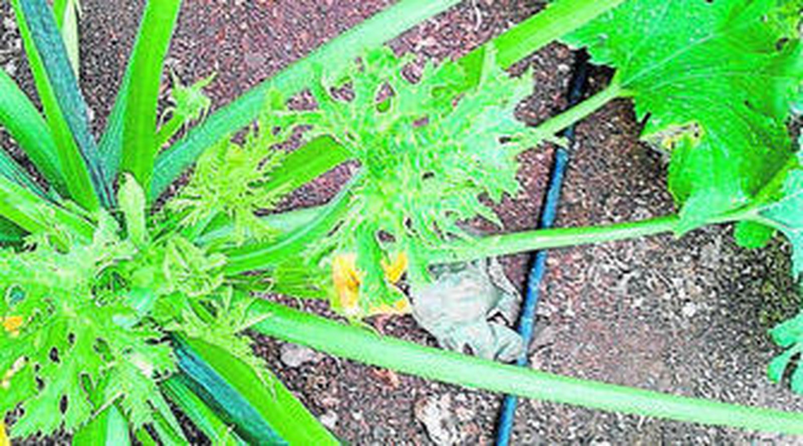 Planta de calabacín con el virus.