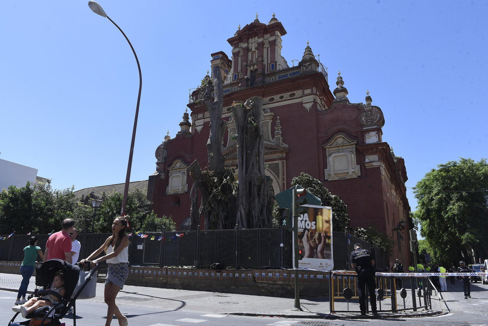 Aspecto que presenta el ficus de San Jacinto este jueves.