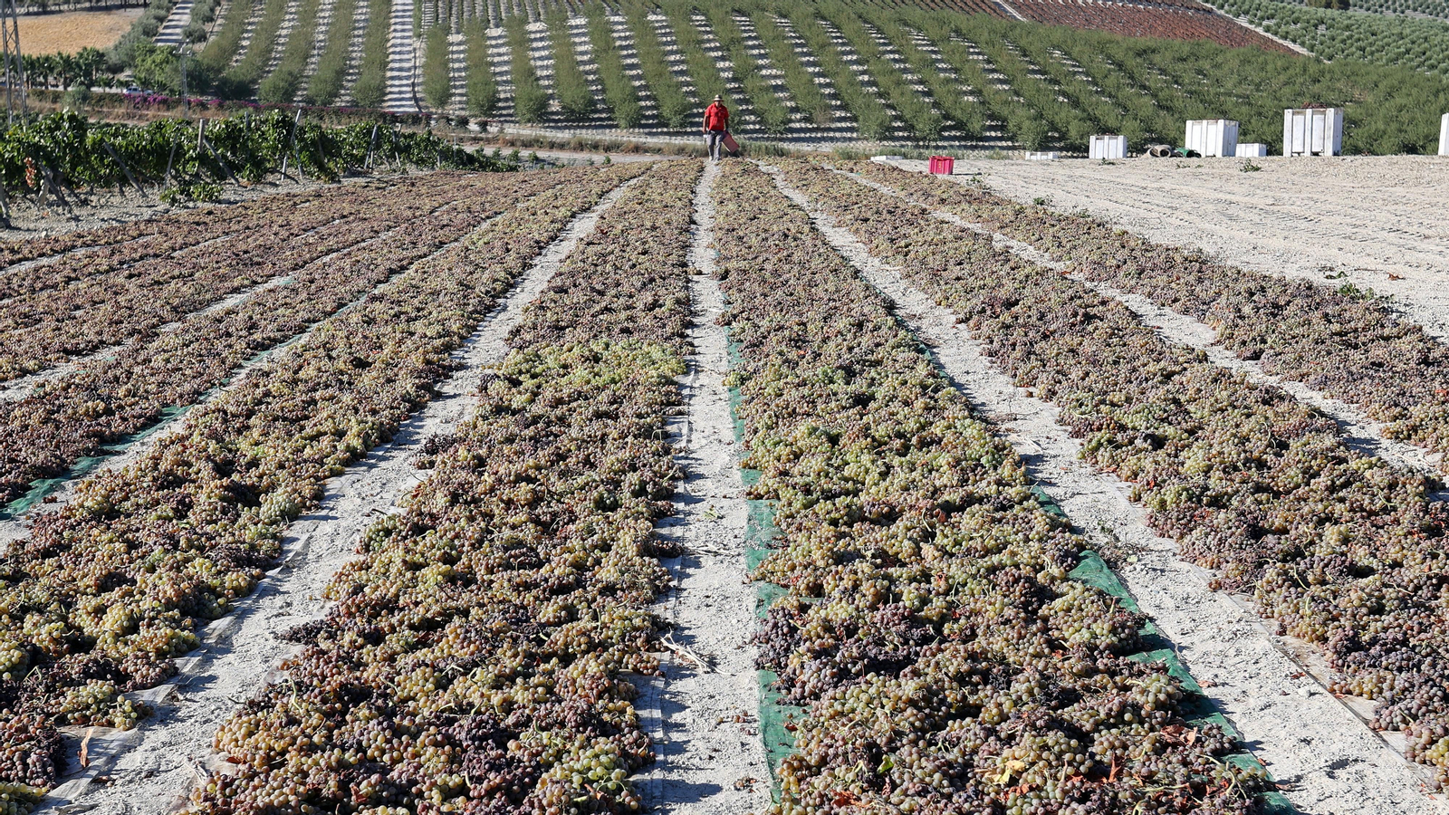 Asoleo de Pedro Ximénez en González Byass