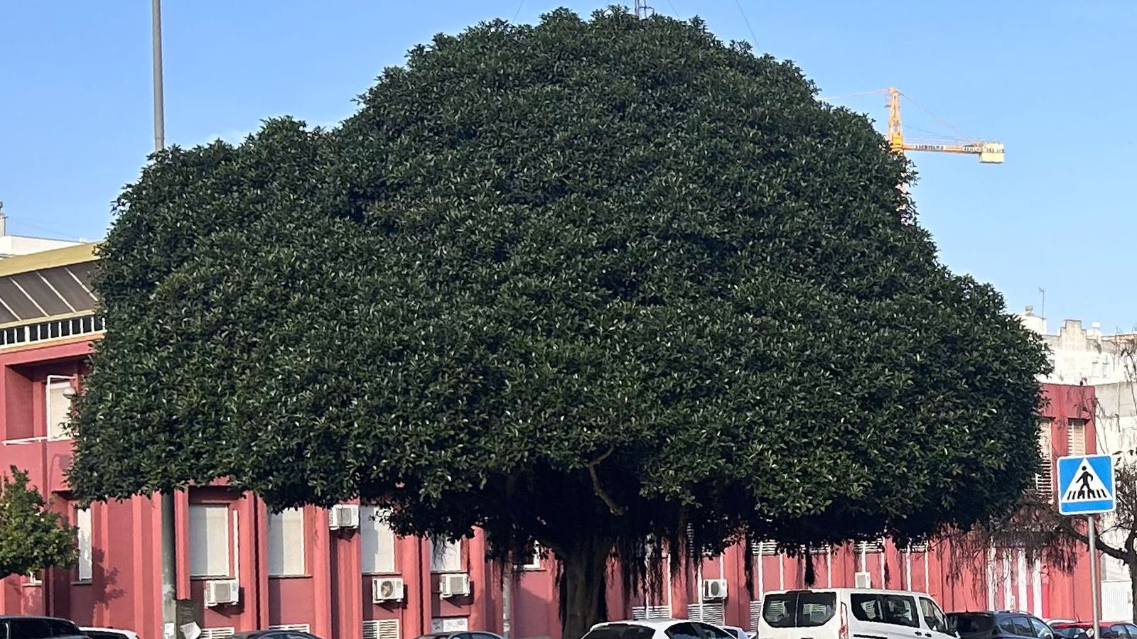 Ficus recientemente podado en Huelva.