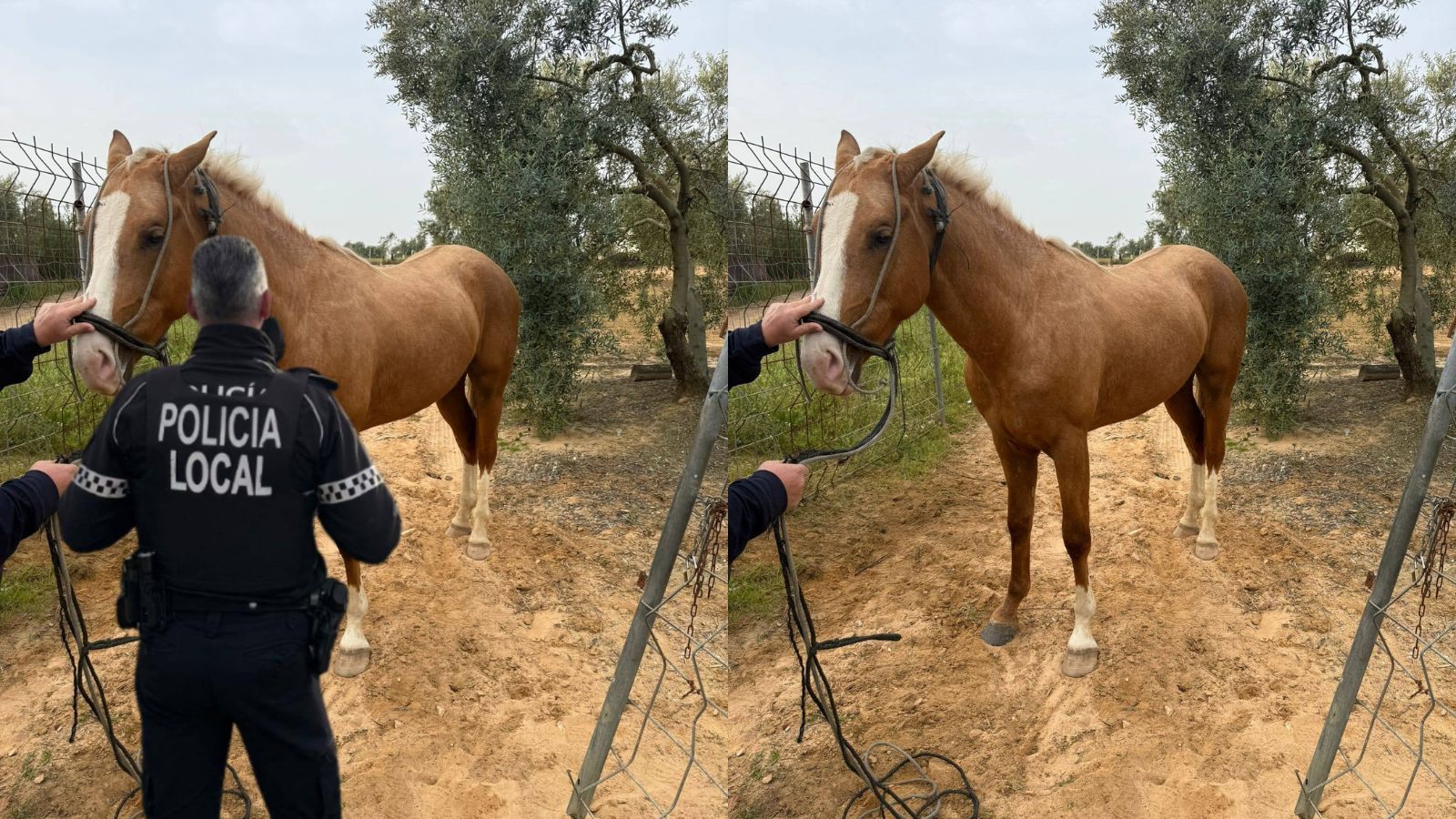 El caballo que apareció suelto en la carretera de Cabezudos.