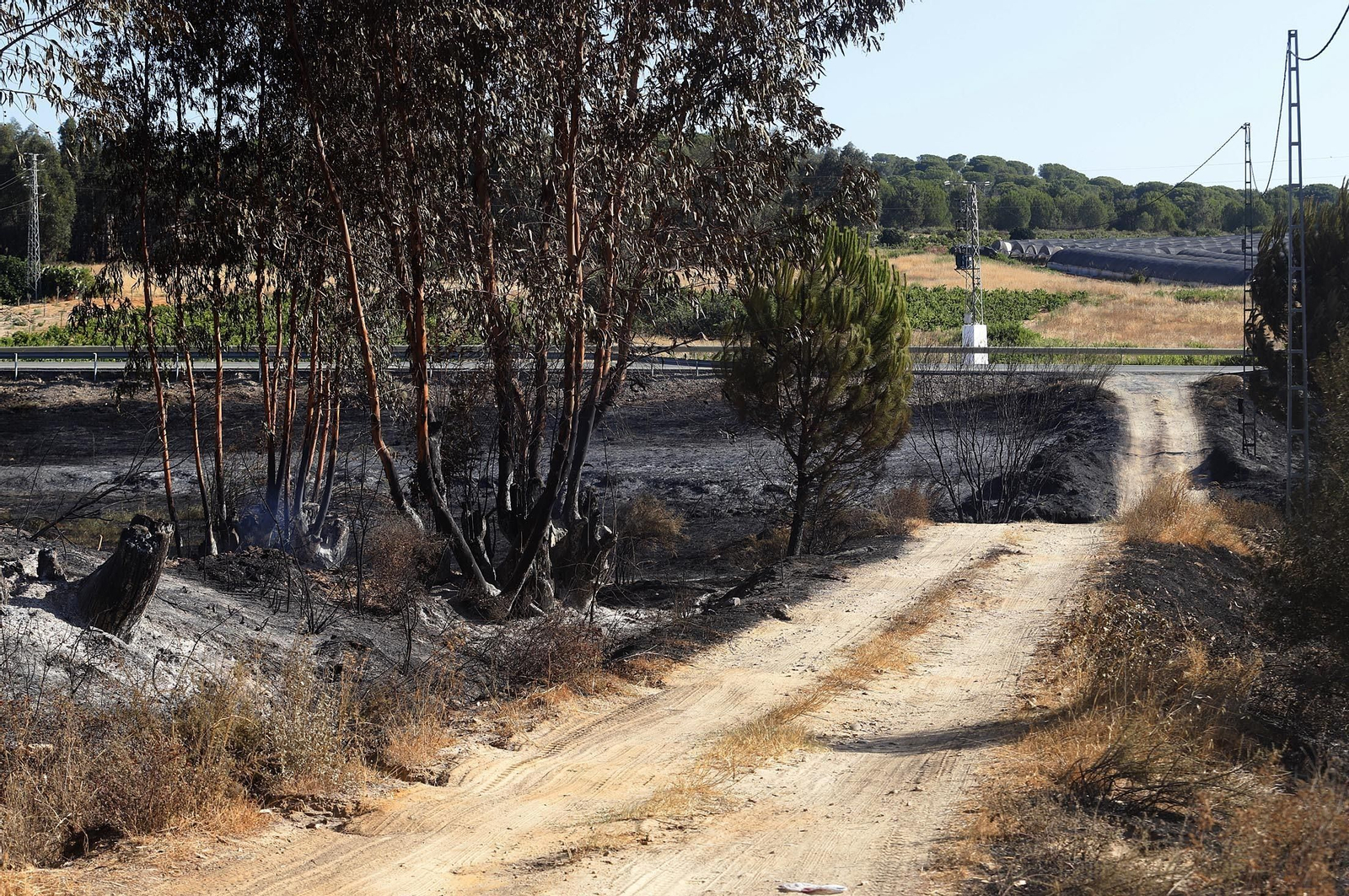 Imágenes de las zonas afectadas por los incendios de Almonte y Bonares