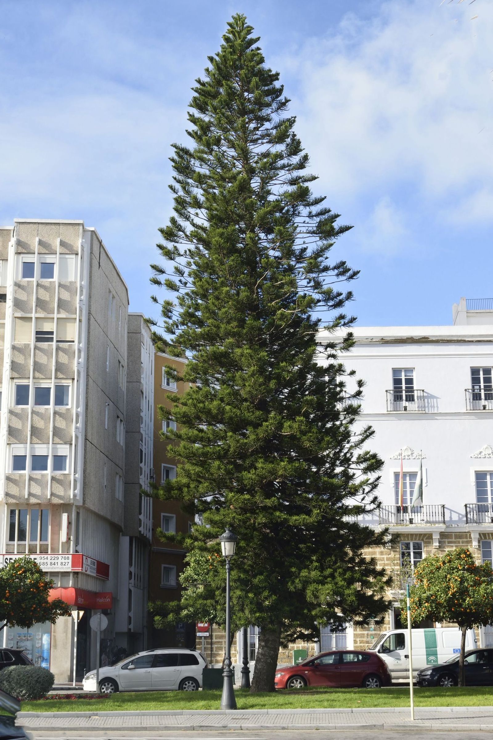 Un espectacular ejemplar gaditano de ‘Araucaria Columnaris’.