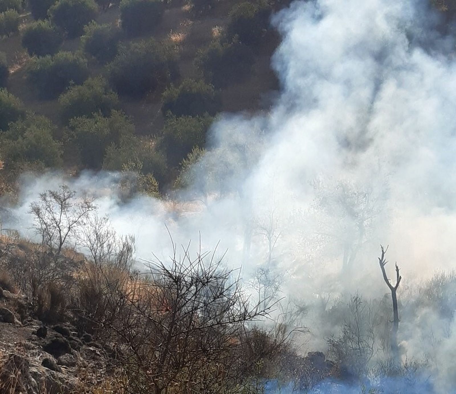 Incendio forestal en Luque.