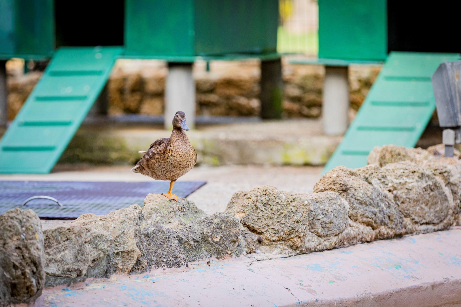 Imágenes del abandono del parque Genovés en Cádiz