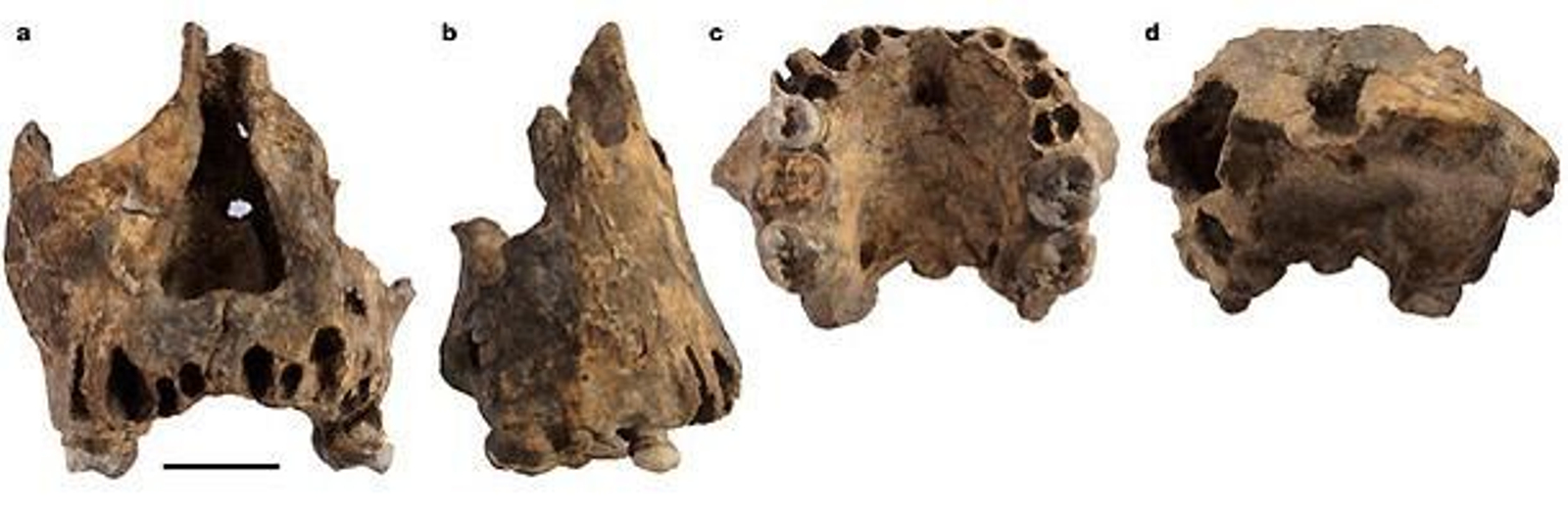 Hallan tres fósiles de una nueva especie de homínido en el este de África