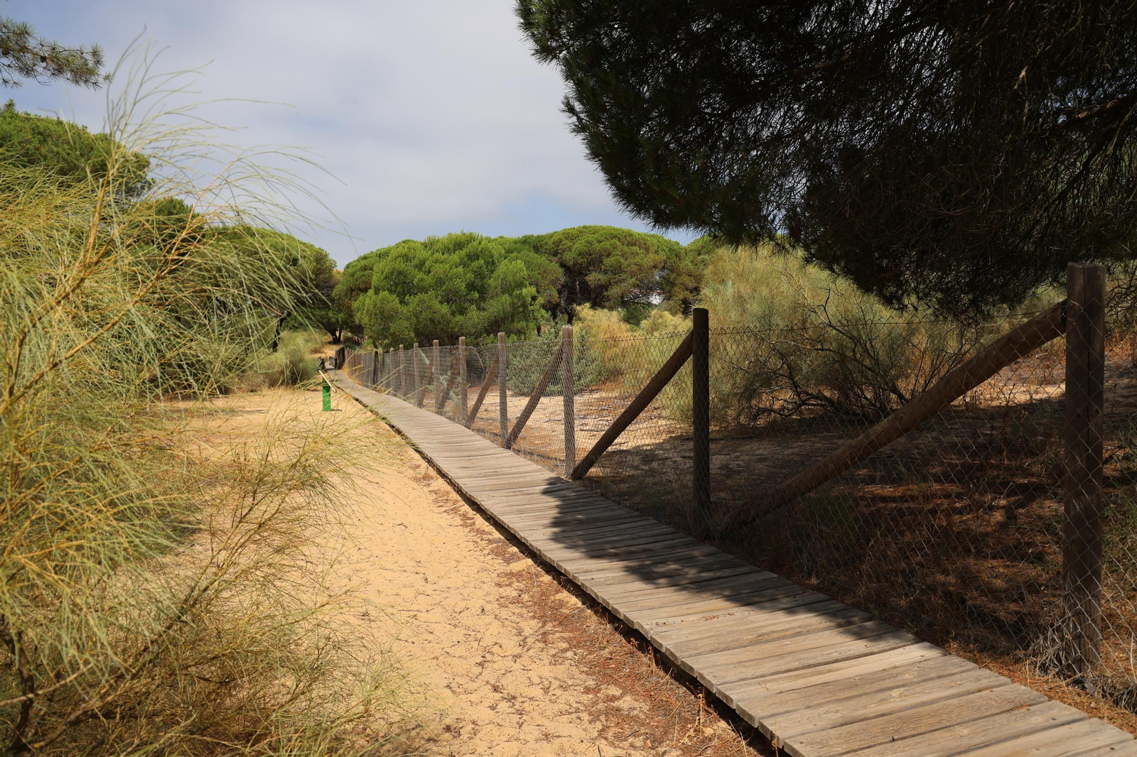 Imágenes de la diversa vegetación de las Dunas del Portil