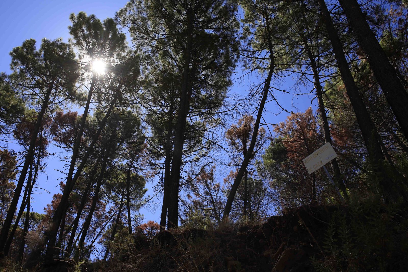 Un año del gran incendio de Sierra Bermeja, en fotos.