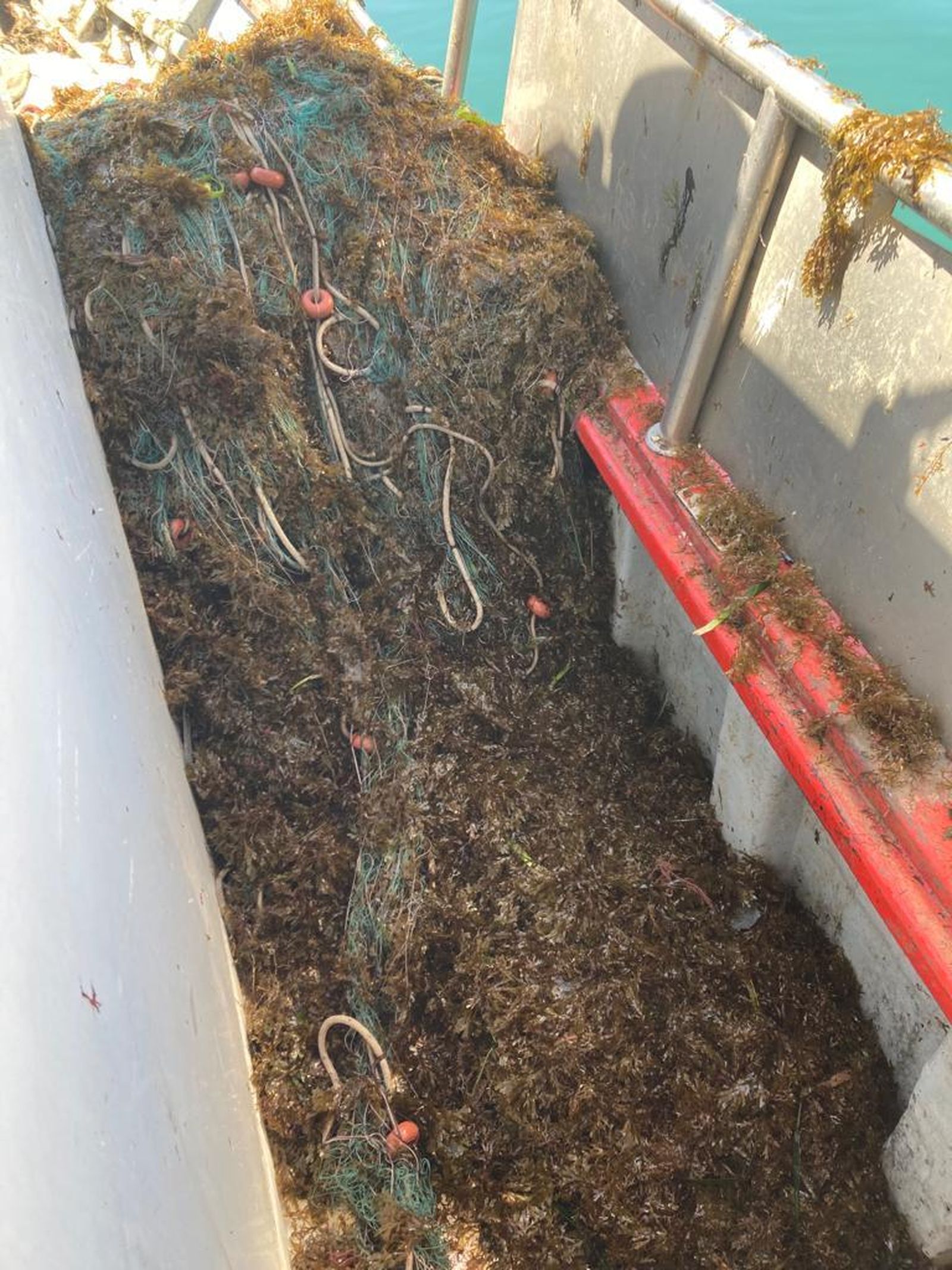 Imagen de las redes, enganchadas entre la manta de algas.