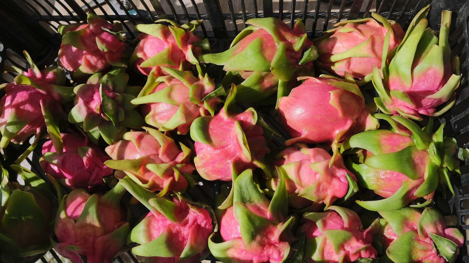 Así es el 'fruto del dragón' recién recolectado de su planta