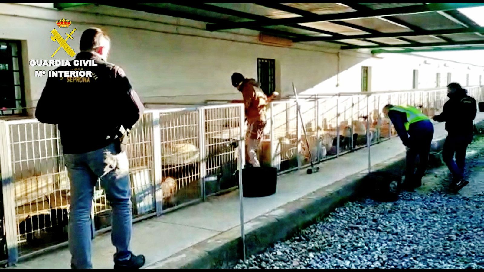 El criadero ilegal de perros de Santa Fe descubierto por la Guardia Civil tenía a 500 animales.