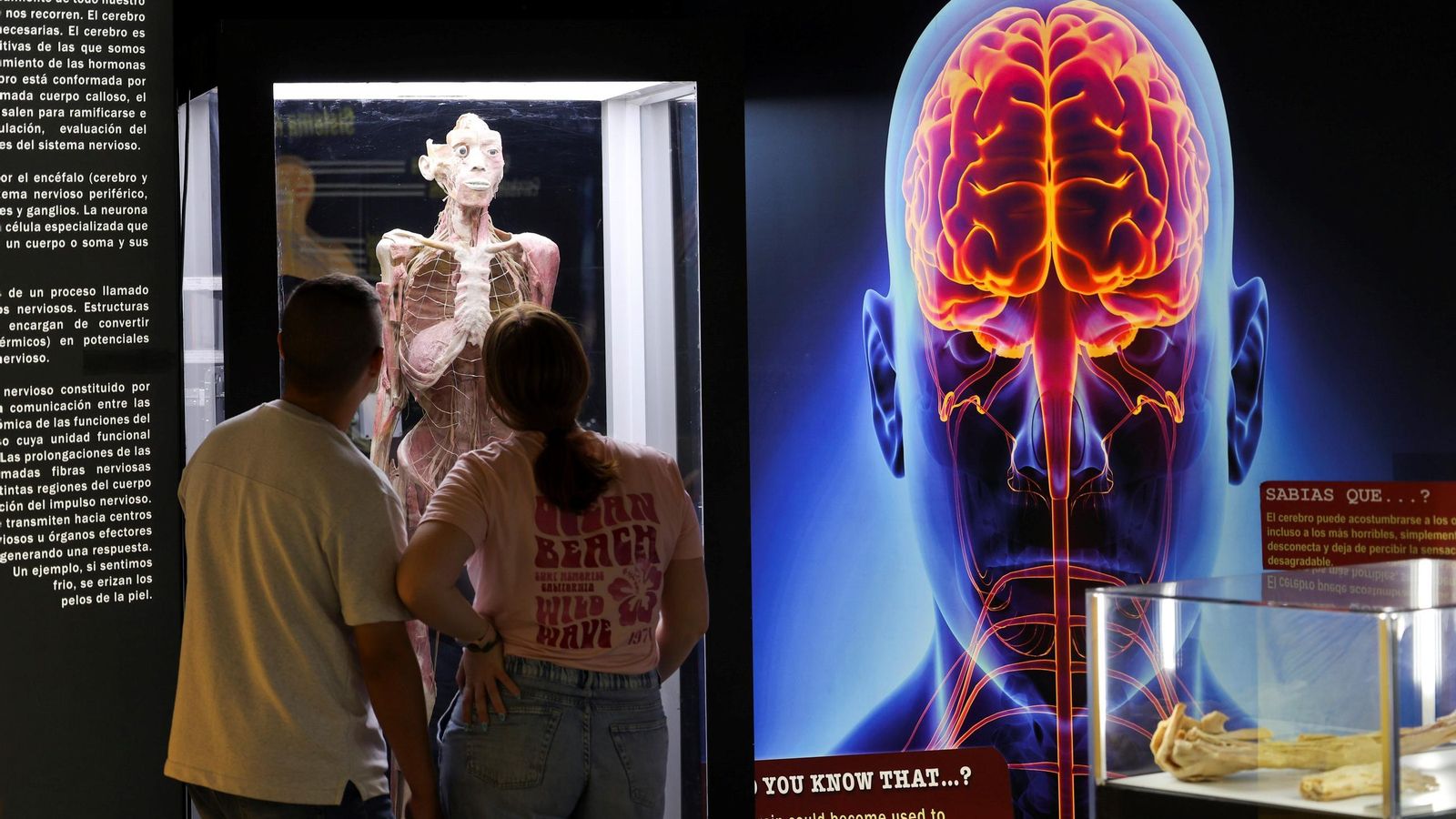 La muestra se acompaña de cartelería que explica los sistemas del organismo. La muestra se acompaña de cartelería que explica los sistemas del organismo.
