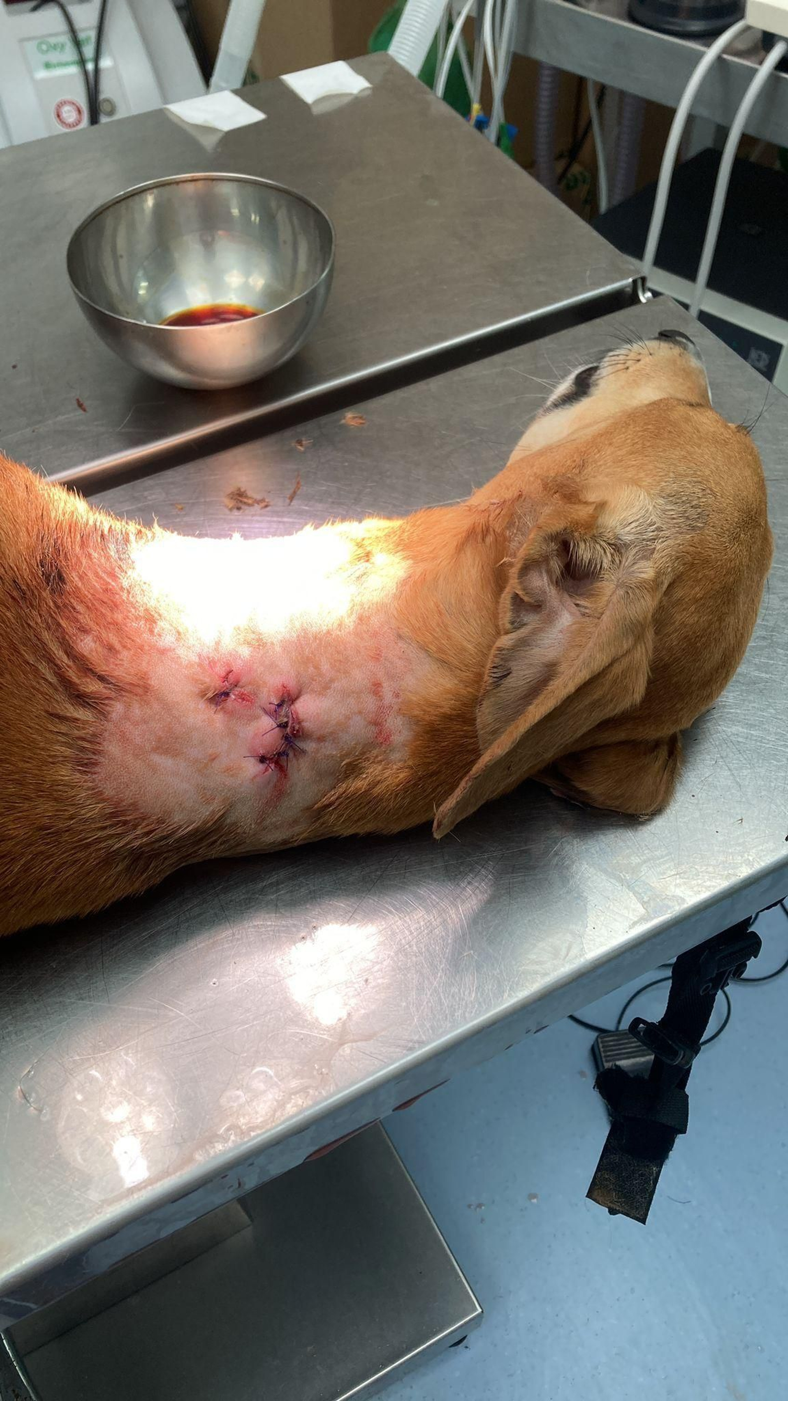 El perro, con la herida intencionada, en la mesa del veterinario.
