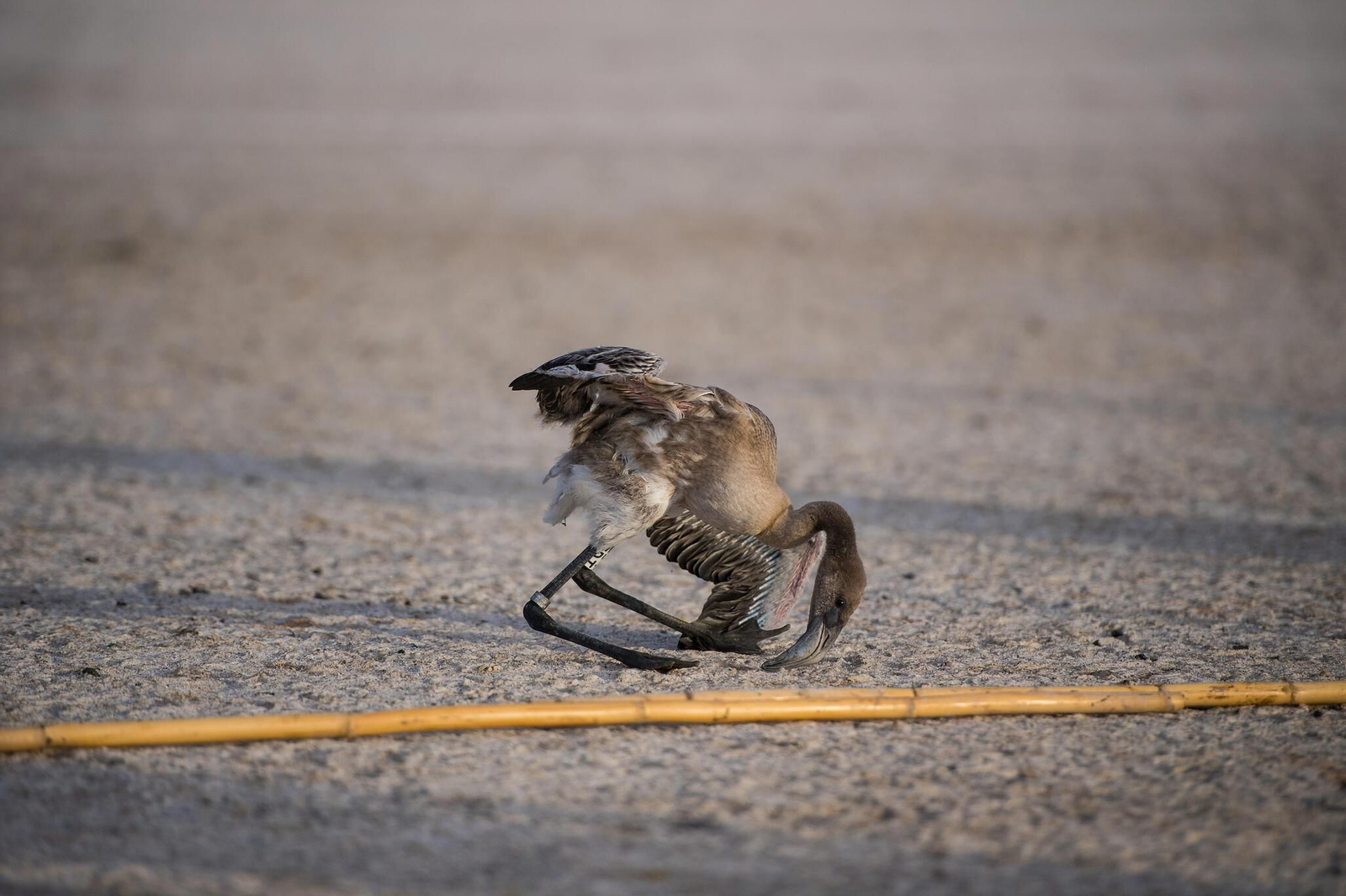 Flamencos en la Laguna de Fuente de Piedra durante el anillamiento (fotos)