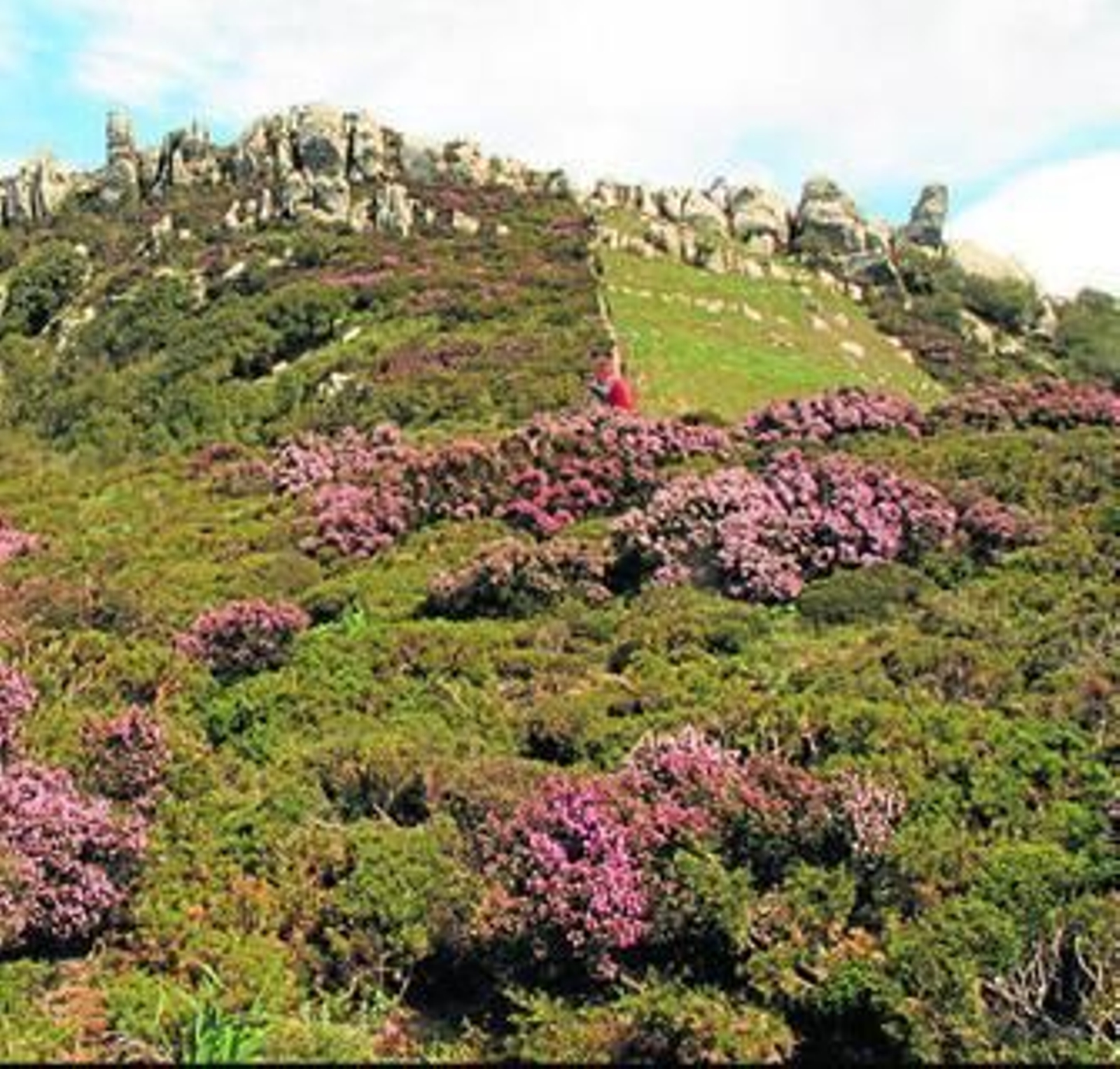 Una población de herriza en un monte.