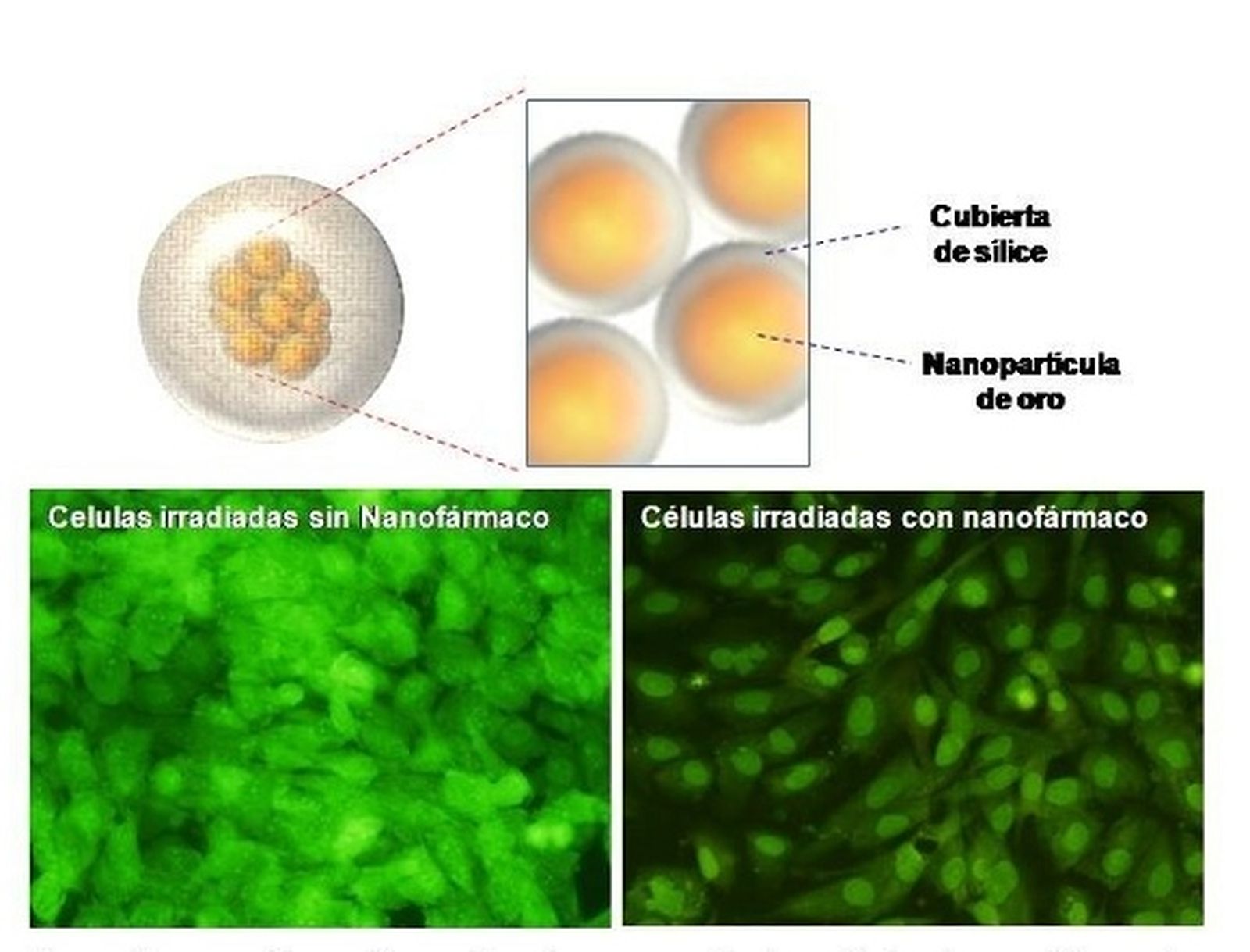 Desarrollan un nuevo nanofármaco que combina fototermia y quimioterapia para la lucha contra el cáncer