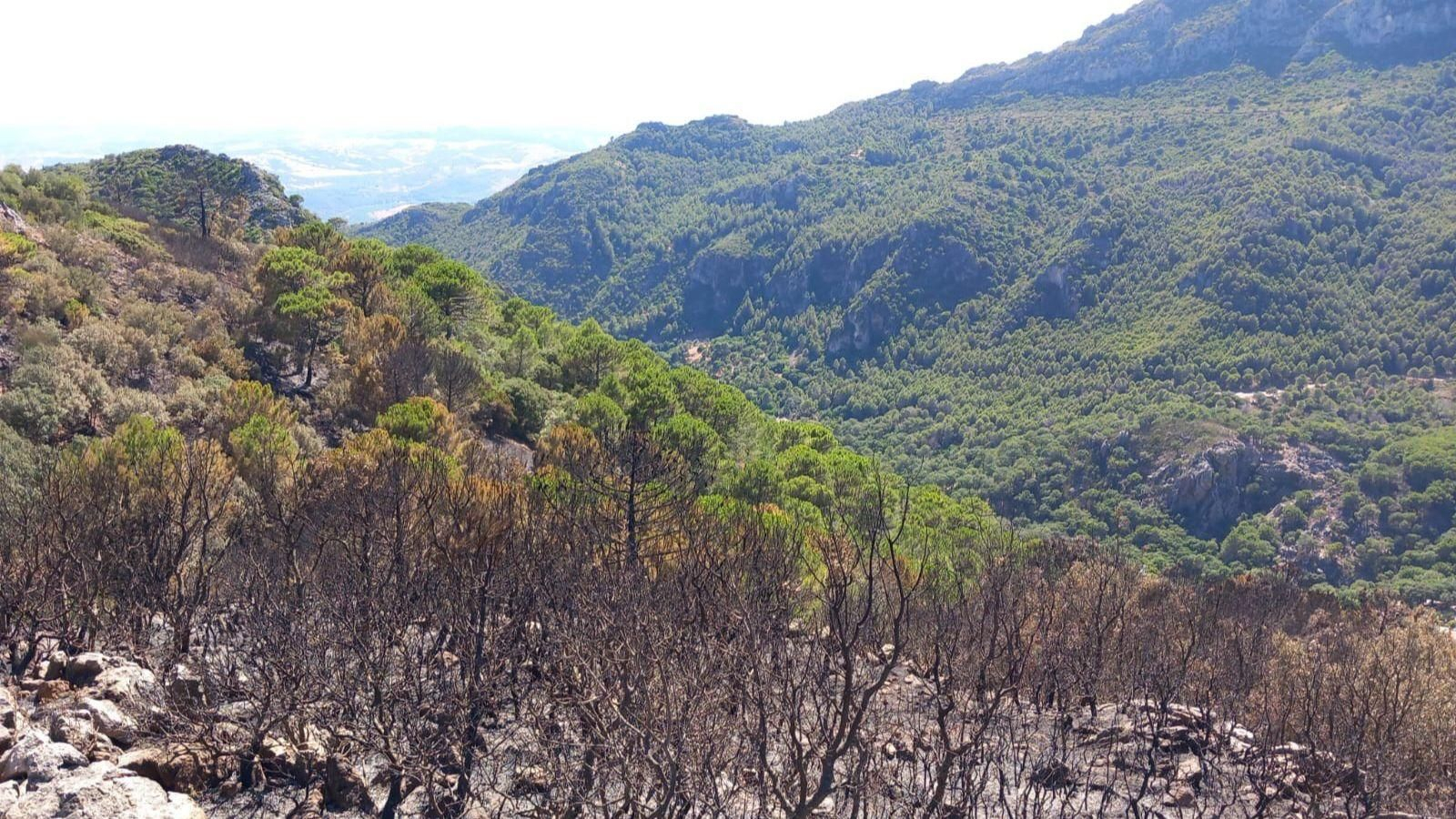 Imagen de la zona quemada en Casares por el incendio declarado el 24 de julio. Imagen de la zona quemada en Casares por el incendio declarado el 24 de julio.
